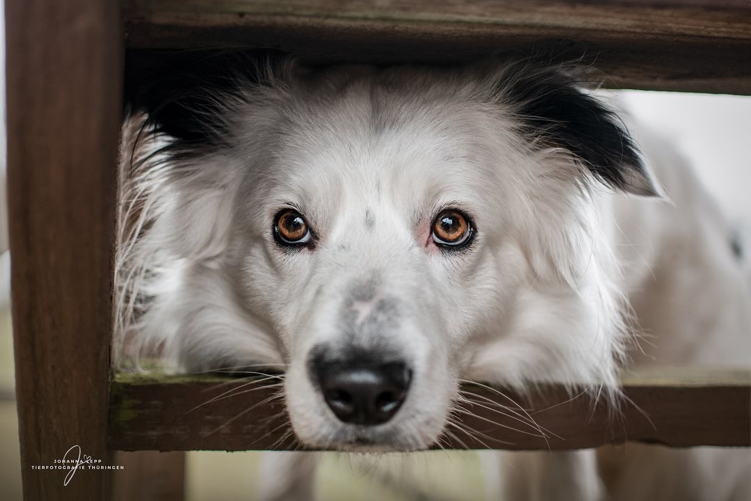STARTET GUT IN DEN TAG ✨
•
Du hast Fragen oder möchtest direkt ein Shooting buchen? Meld dich gern 🌸
📧 info@tierfotografie-thueringen.de
💻 www.tierfotografie-thueringen.de
#hundefotografie #tierfotografie #thüringen #bordercollie #bordercollieofinstagram
