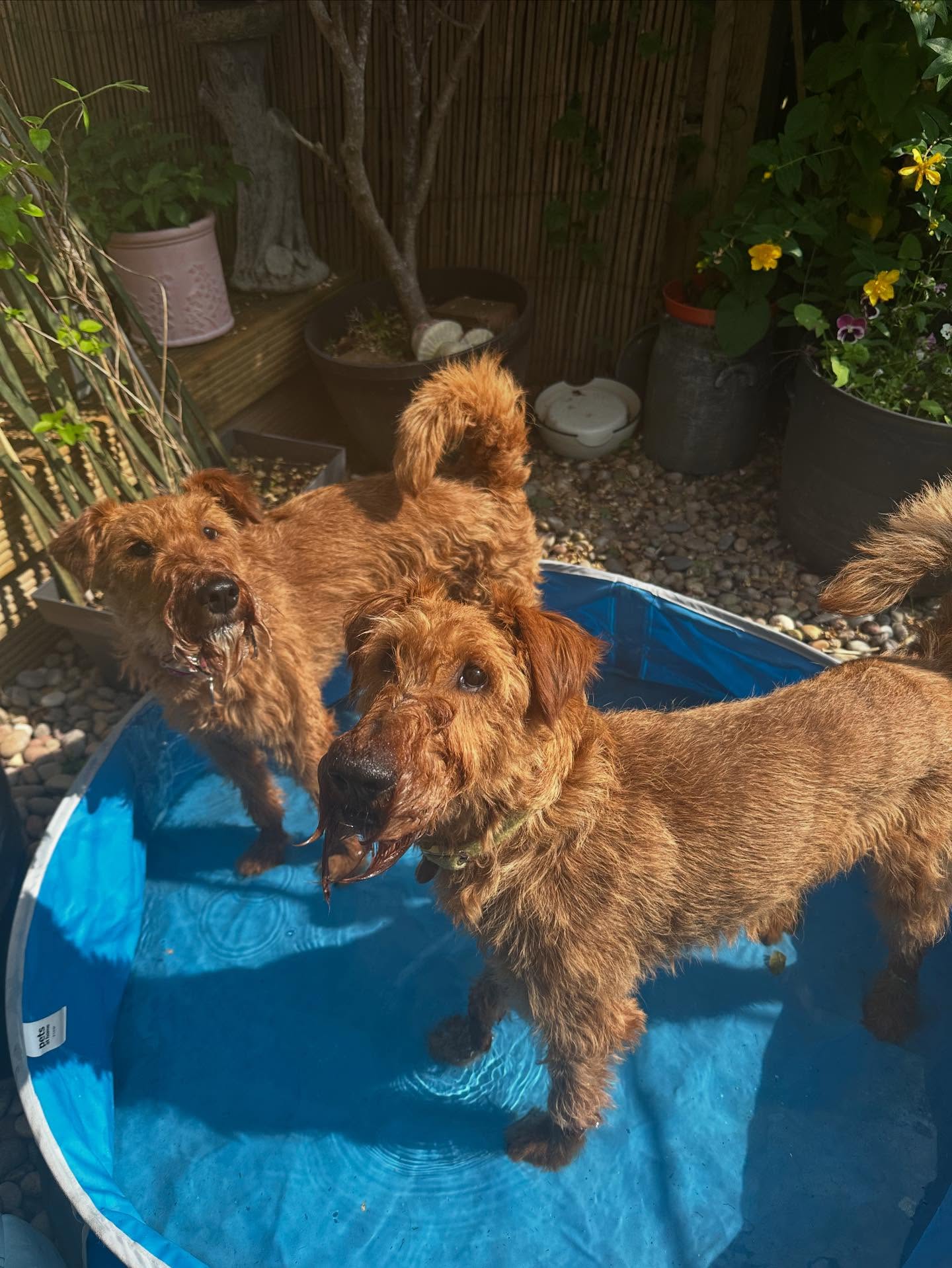 Summer is here! ☀️
It’s going to be a hot week, so please make sure your dogs have access to the following during sessions:
- Shaded / cool area
- Bowl of Water
- Cool mat if required
Your dog may be less tolerant of certain treatments in the heat. As ever, our treatments are at your dog’s pace and we will adjust treatments accordingly!
Thank you! 🐾