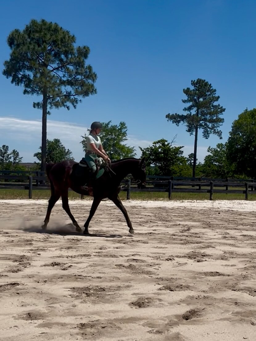 The foundational principles of dressage should know no one singular discipline. The classical foundational principles are there to help bring out the best in every horse and rider. To prepare them for anything they may choose to do.
It should be free from restraint, restriction and manipulation. Instead it should offer guidance through clear communication, an ability to adjust and be dynamic and to allow through setting a horse up to figure it out on their own. And in their own self discovery, the rider will be able to reap in the rewards of their patience and trust in the process of the horse’s artistry.
These photos are just one week apart from 3 weekly lessons with Flo and her lovely ottb gelding Sarge. In just 3 weeks they have made such amazing progress through taking the exercises and work I give them seriously and waiting on Sarge to figure out freeing up his body. I am so proud of them both for the wonderful progress they have made in a few weeks!