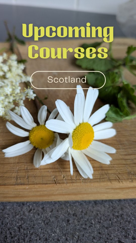 UPCOMING COURSES 👣🌱👇
I'm back up on the West Coast and have a few courses coming up. If you'd like to learn about the world of wild foods including safety, cooking tips and preservation techniques then why not come along. Send me a message for more information or head to my website! ☺️🌿
📍North Ballachulish ~ 28th June
2 hours & snack
£35 pp
📍@thepierhousehotel Port Appin ~ 13th July
Full day Summer Celebration 🍽️
£120 pp
📍North Ballachulish ~ 19th July
4 hours & lunch🍽️
£65 pp