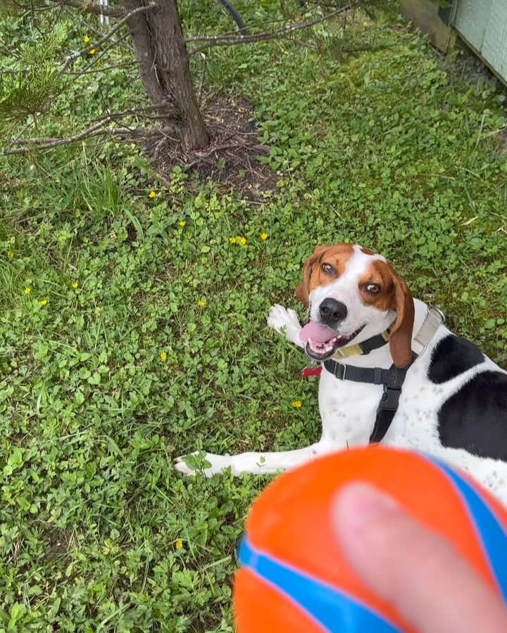 One last romp in the play park for foster Evy🥹He had a meet and greet today and took off in the sunset with his “Foster to Adopt” family!!!🐾💖 I saw the moment Everett gazed into his new mom’s eyes and seconds later she said “yeah, we’d love to take him home today.” Let’s wish this lil’ guy the best of luck and a smooth transition to hopefully his forever home🤞🙏✨💖 Now I have to break the news to Bubbles😂