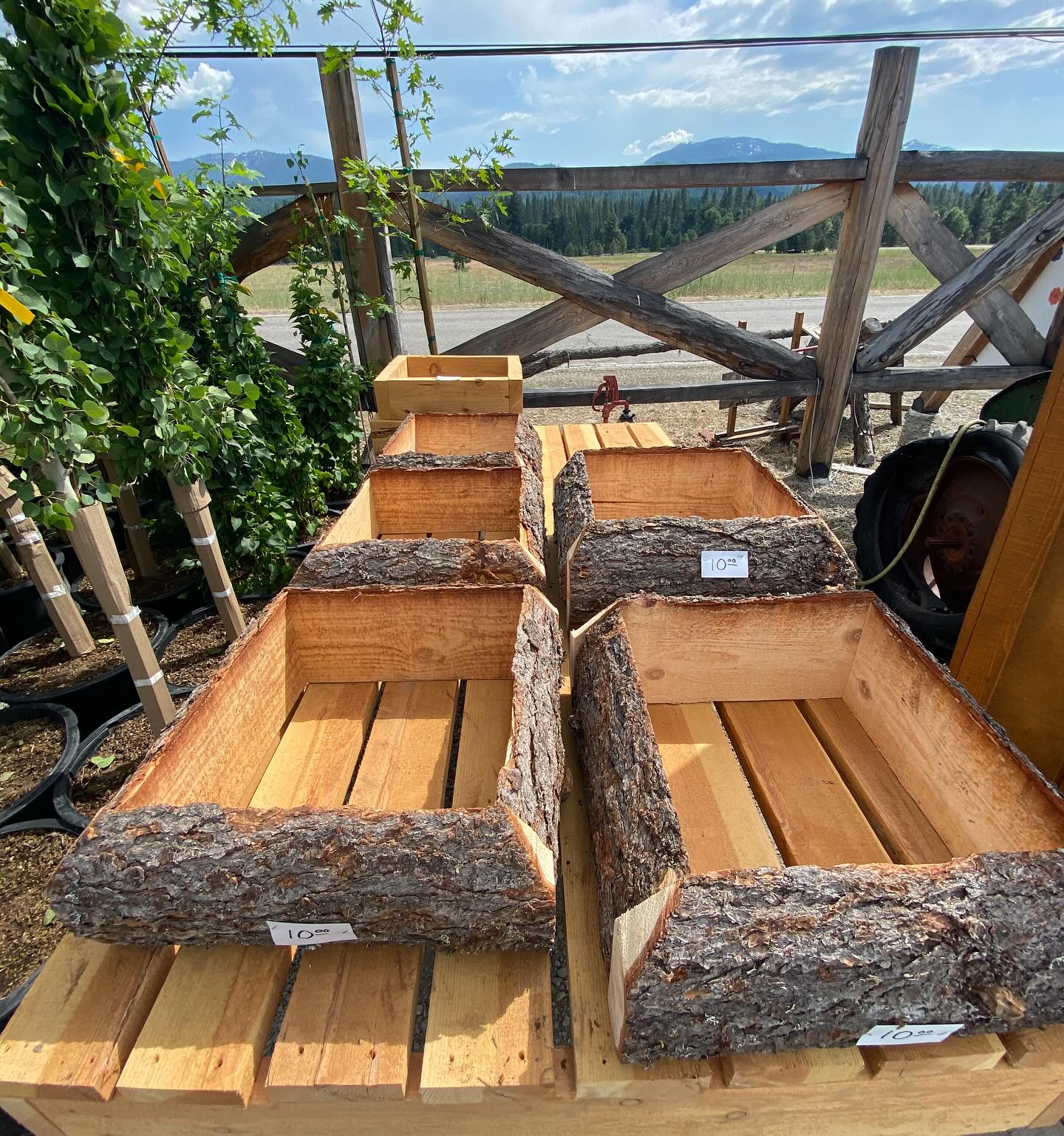 Everyone’s favorite $10 planter boxes have returned! Steve Kreth dropped off a fresh batch ready to take home! 🌱🌸🌻
Open: Thursday-Monday // 9am-4pm