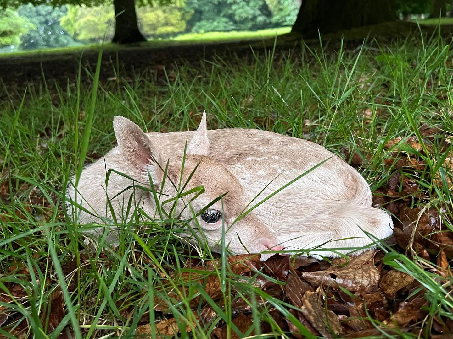 Beautiful fallow deer fawn in the park today #deer #houghtonhall #norfolk #wildlife