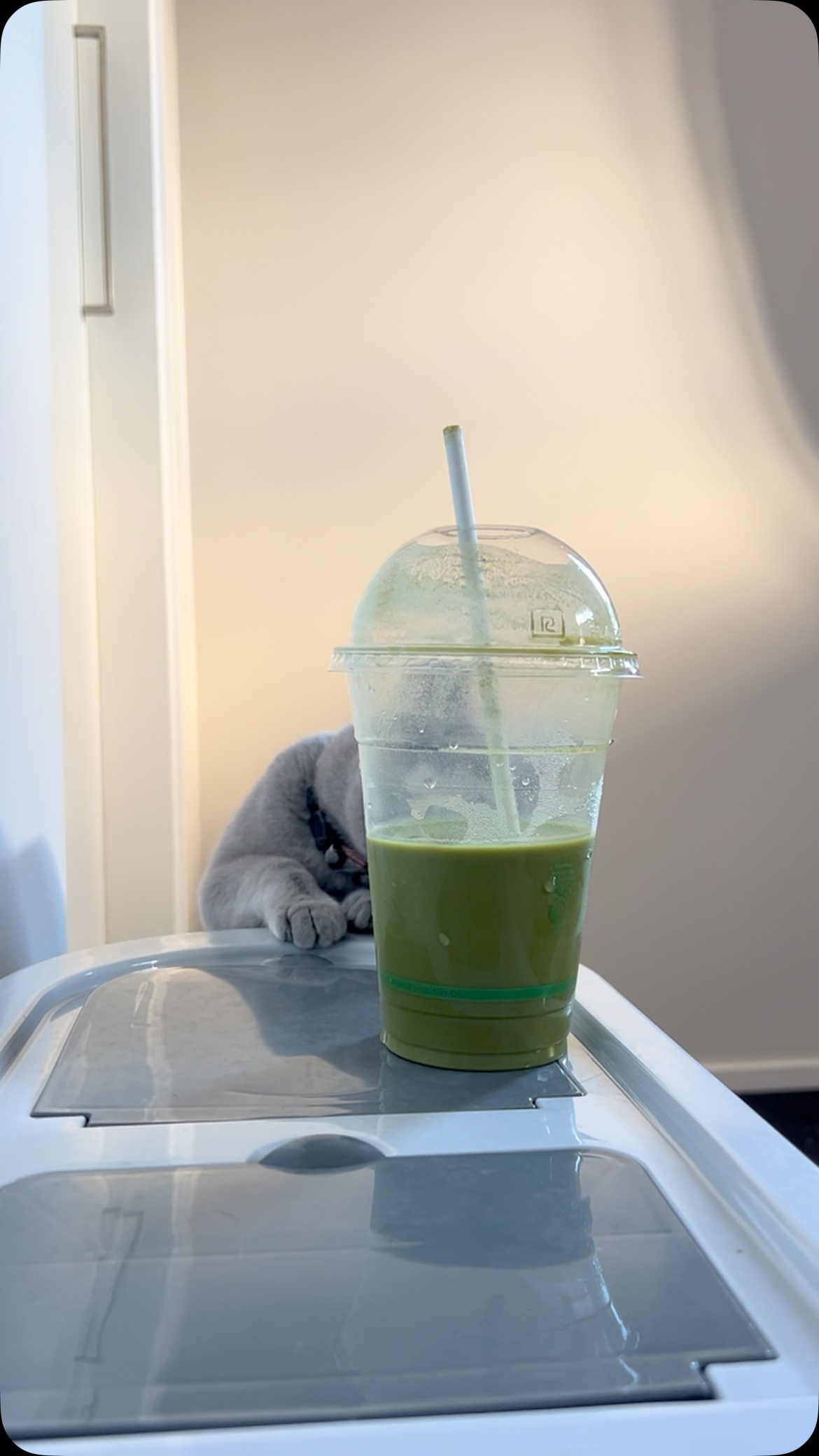 Star giving matcha 🍵 a go
- a very half hearted one at it 😂🐾
#catreels
#cats
#meow
#cutecats
#catlover
#catlife
#kitty
#kittensofinstagram