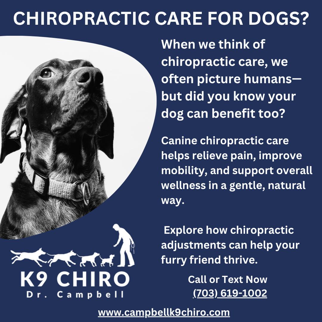 When we think of chiropractic care, we often picture humans—but did you know your dog can benefit too?
Canine chiropractic care helps relieve pain, improve mobility, and support overall wellness in a gentle, natural way.
Explore how chiropractic adjustments can help your furry friend thrive.
https://www.campbellk9chiro.com/
#CanineChiropractic #DogWellness #HolisticPetCare #CampbellK9Chiro