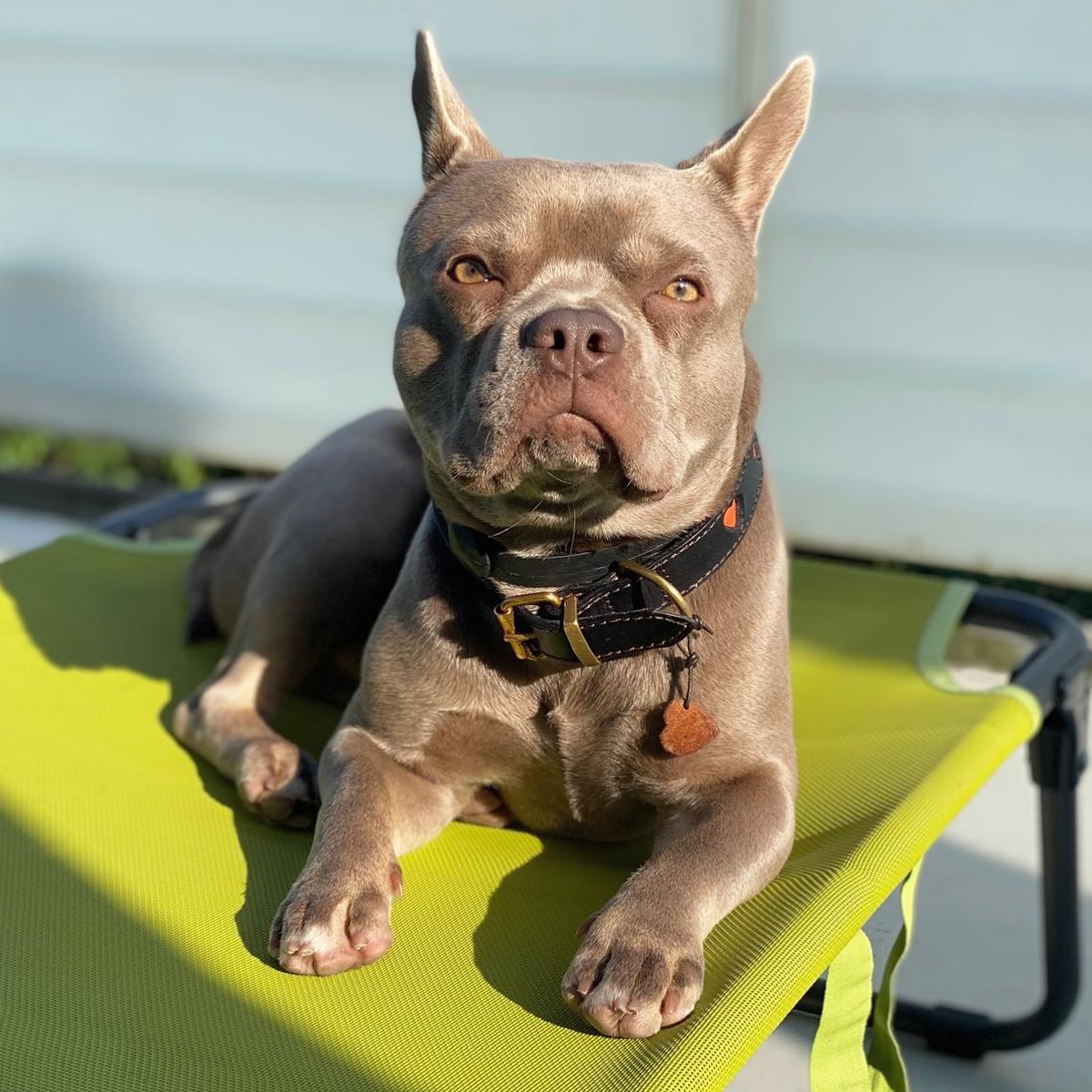 Herkules. 😍❤️
Traumhafter #Nachzuchtrüde in der Farbe Isabella. 😍
#AlphaBully #sportlichebulldogge #französischebulldoggen #bulldoggswithnoses #bullymitnase #healthyfrenchie #frenchiesofinstagram #sportlichefrenchies #nasenbär #retrofrenchie #französischebulldogge #französischebulldoggedeutschland #französischebulldoggeschweiz #bullysmitnase #frenchiebreeder #bulldoggezüchter