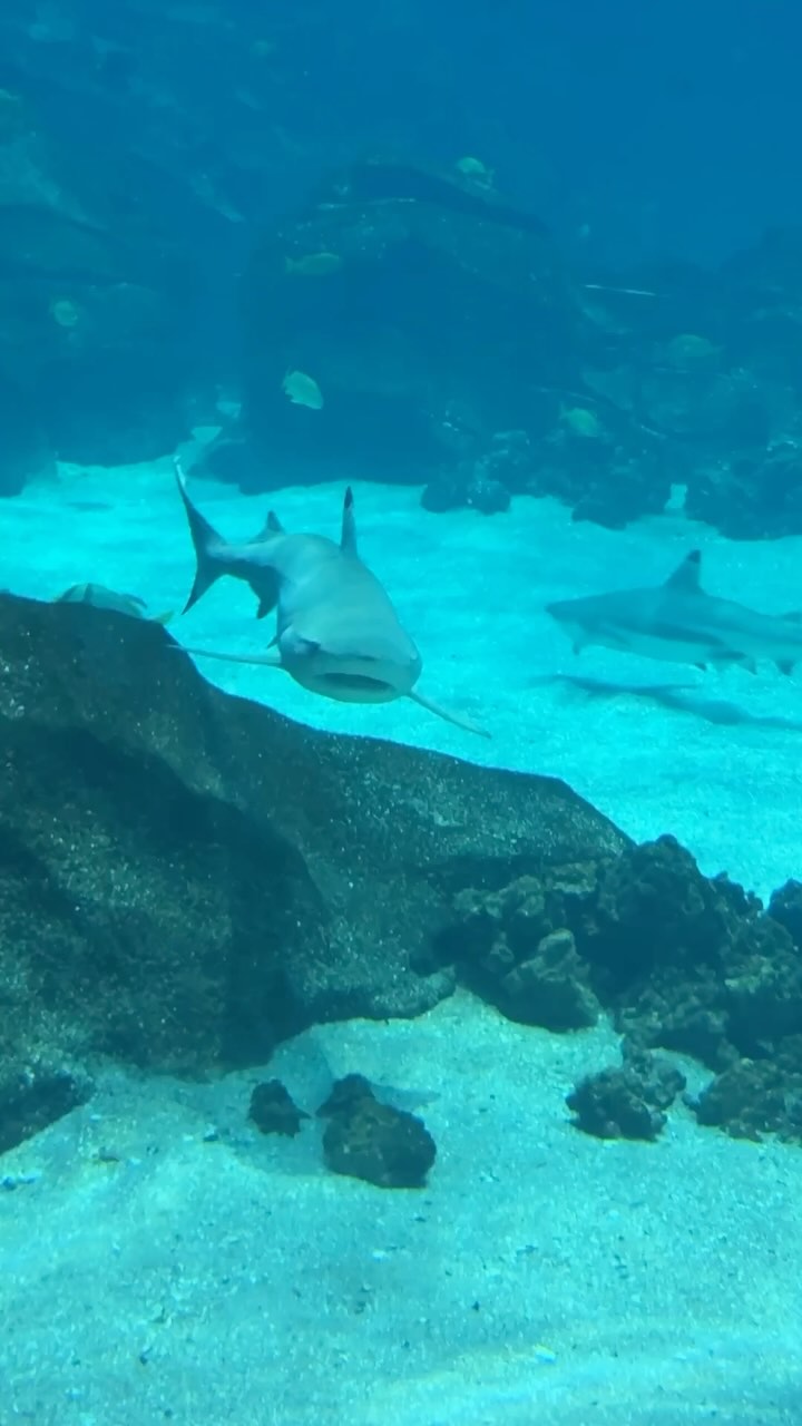 Waiting on flight #2 ✈️ but still thinking about the weekend fun at the Georgia Aquarium with Michael—penguins, sharks, and all the laughs 🐧🦈💙
#aquariumadventures #weekendmemories #familytime❤️ #georgiaaquarium