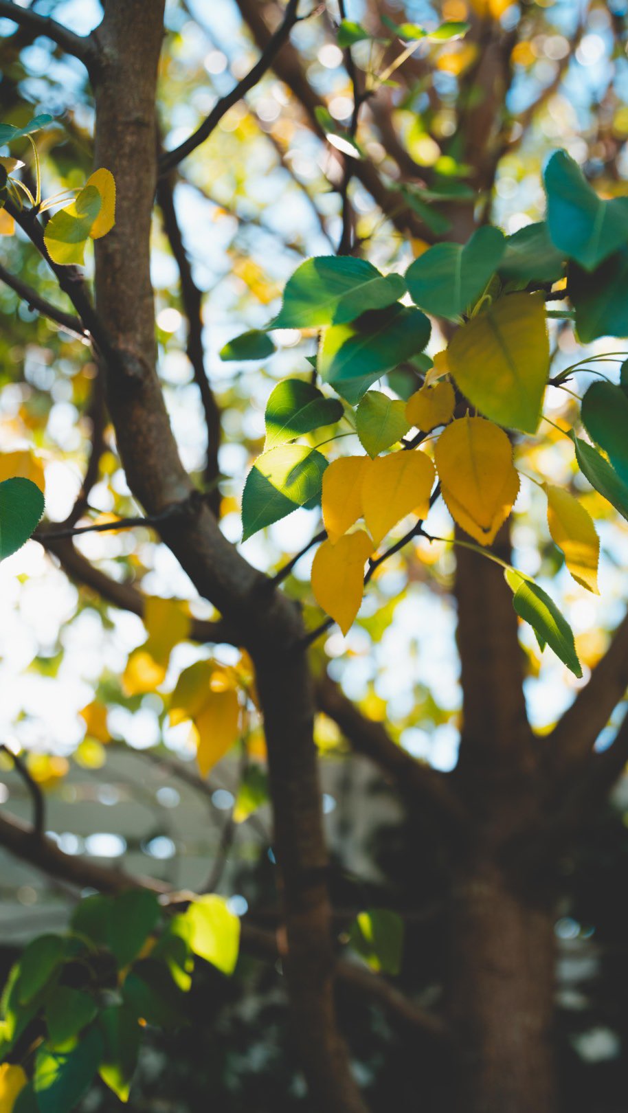 Winter garden love 🍂 🧡 🍂