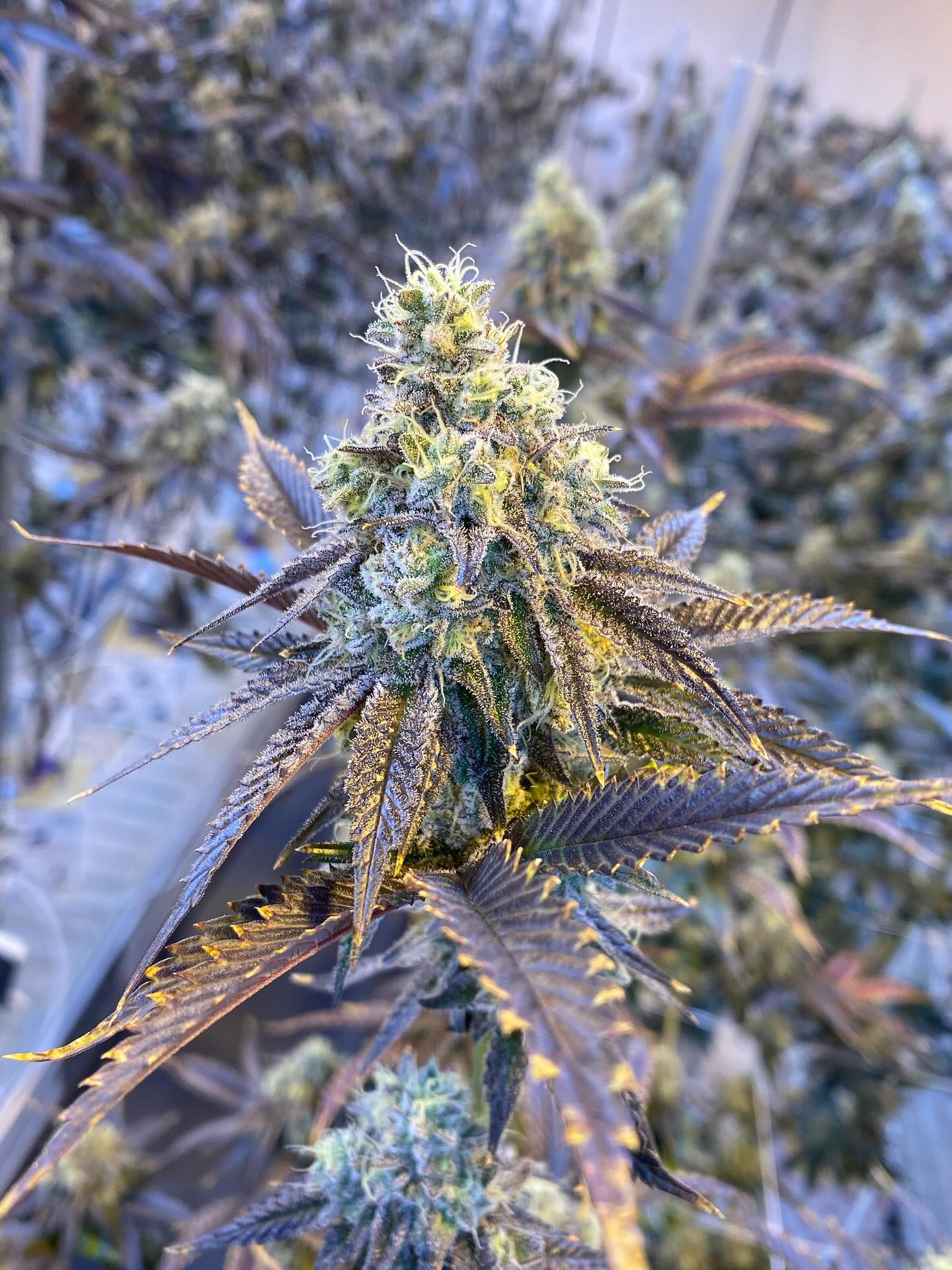 Some pics from the farm lately, we have been cooking up new strains for y’all! Making sure to have a good variety for everyone’s favorite flava’a 🍒🍊🍇🥝🍓🍋⛽️
Also got new LED’s in the hybrid spectrum room! 🔥
❌ Hemp, for educational purposes only ❌
Come visit us for a tour anytime! Dm for details