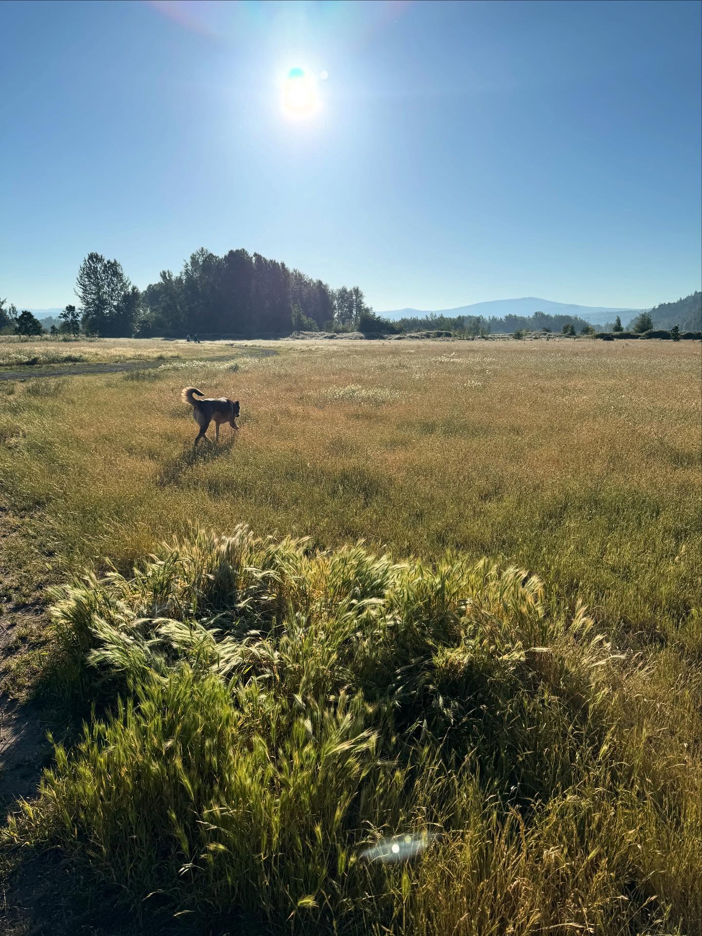 Its ok to run away for a little while.
Sometimes you need to unplug.
Sometimes you need to have distance.
Sometimes you need to feel the tall grass under your fingertips.
Sometimes you need to just feel and not say.
Sometimes you need the silence to really hear.
I’m learning to protect my peace.
I’m learning that the silence is not scary.
I’m learning that taking my wolf dog and running away is maybe what I’ve needed most.
https://www.skysthelimit.online
#healingjourney #myjourney #skysthelimit #peace #protectyourpeace #mypath #healing #silence #runningaway #mywolfdog #pathinlife #path #ourpaths