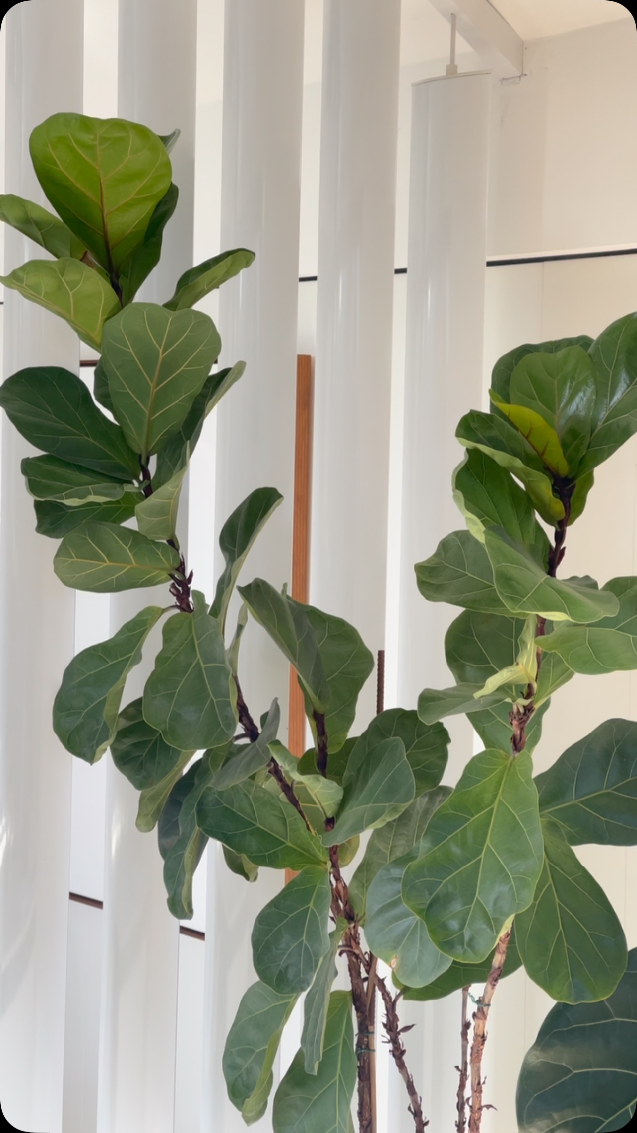 Luzes e sombras da estação. @galeria_733.
#galeria733 #escritorio #winter #inverno #casamoderna #arquitetosbrasileiros #officesnapshots #office #nature #lighting #architecture #houses #naturelover #landscape
contato@galeria733.com.br
____________________________________________
GALERIA 733