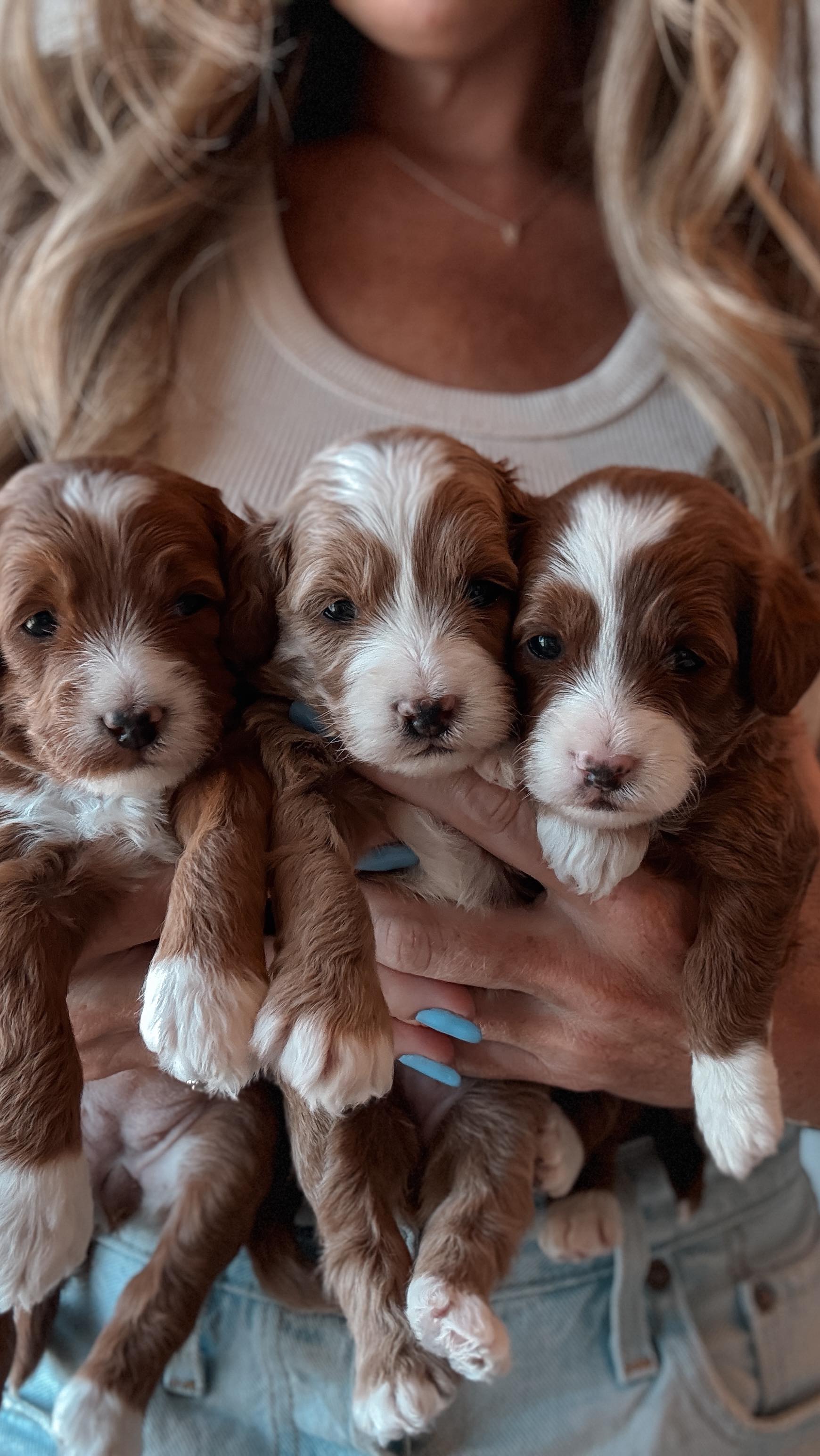🐾 3 Weeks Old & Thriving! 🐶
Big changes are happening this week! At 3 weeks, puppies are transitioning from newborns to curious little explorers. 👀 Their eyes and ears are fully open, and they’re starting to see and hear the world around them more clearly.
These smart little ones are already instinctively moving away from their sleeping area to do their business in their designated potty area. This is a natural part of their development, and they’re absolutely crushing it!
We’ve also begun our daily handling exercises —gently touching paws, ears, tails, and holding them in different positions to help desensitize them to human touch. This is key to raising confident, well-adjusted puppies who are comfortable with grooming, vet visits, and everyday snuggles.
Mental development: This is when socialization begins! Puppies are learning how to interact with their littermates—practicing play behavior, growling, tail wagging, and even mock barking. They’re starting to form early bonds and understand basic communication.
Motor skills: Walking becomes more coordinated—no more army crawls! You’ll notice them standing, wobbling, and attempting short, clumsy steps.
This week is all about new senses, steps, and social skills. The world is opening up—and it’s amazing to watch! 💫
#goldendoodlepuppies #microminigoldendoodle #teacupgoldendoodle #3weeksold