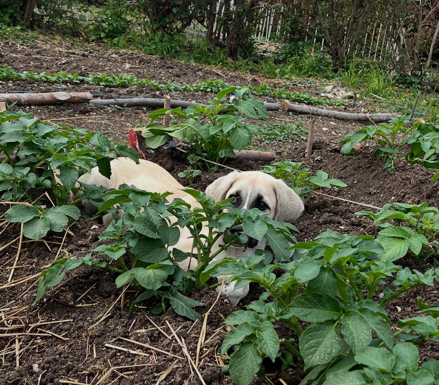 Quelqu’un se cache dans la fraîcheur des pommes de terre ❤️🐾🦴🐶