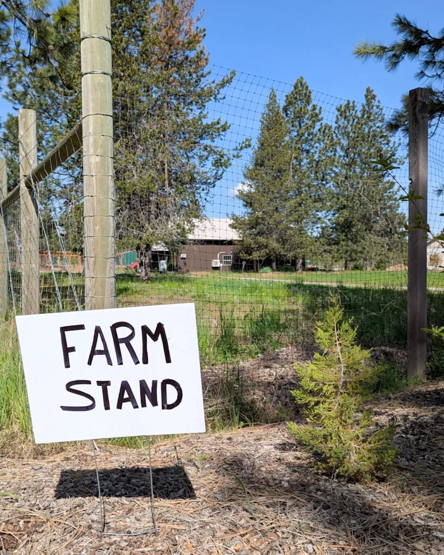 The FARM STAND is filled with fresh ingredients for your week ahead. Open Friday-Saturday!
š„ Farm fresh eggs - $7
š¾ Stone milled flour - $10-$15
- all-purpose
- bread flour - SOLD OUT
- spelt
- whole wheat
š± Plant starts - $5
- herbs: purple basil, parsley, oregano, thyme, rosemary
- peppers: bell, mad hatter
- tomatoes: Roma, red cherry, heirloom, beefsteak, slicer
OPEN
Fri: 12-6 PM
Sat: 9 AM - 6 PM
š25415 N Ramsey Rd, Athol, ID 83801
Thanks for supporting local!!