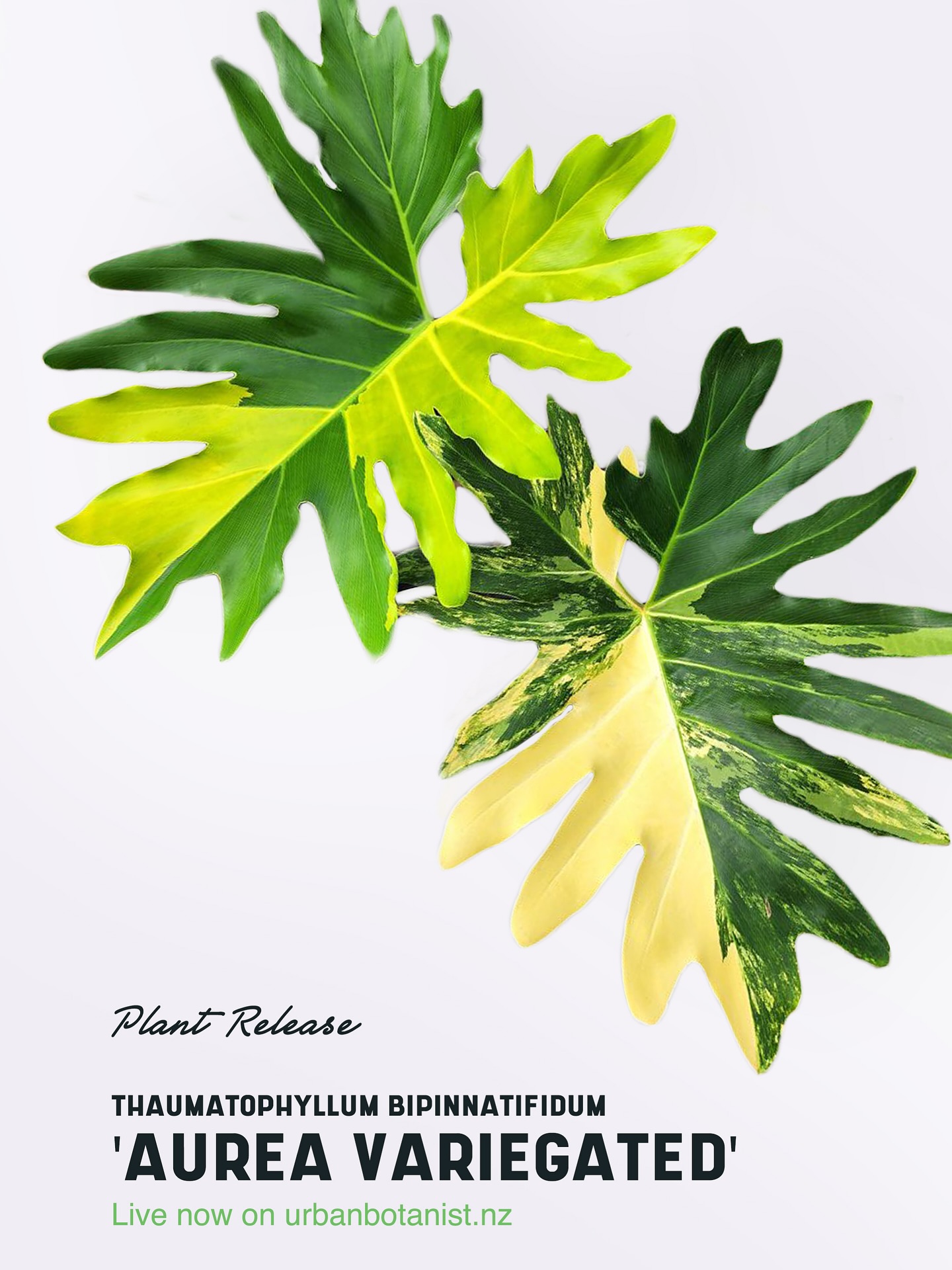 Thaumatophyllum Bipinnatifidum ‘Aurea variegated’ is back! We have a small handful left that will be staggered out on the website. A rare find here in NZ! #Thaumatophyllumbipinnatifidumvariegated