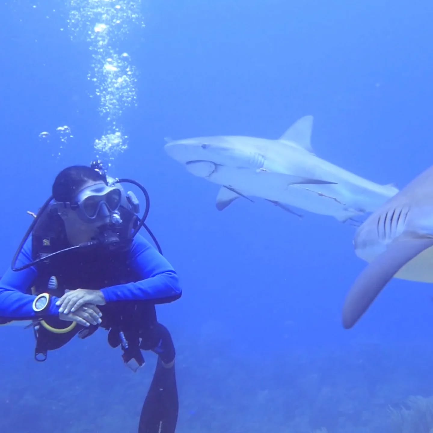 J’ai plongé avec des Caribbean Reef Sharks au Roatan… et je m’en souviendrai toute ma vie 🦈💦
Face à l’immensité de l’océan, j’ai retrouvé cette partie de moi qui n’a jamais eu peur d’aller au bout du monde.
Dans ce carrousel, je te partage quelques images de ce moment unique : des regards, des profondeurs, des frissons… et une reconnexion puissante avec la vie marine.
💬 Commente ta meilleure destination de plongée — j’adore découvrir vos coups de cœur sous-marins !
👉 La vidéo complète de cette aventure est dispo sur ma chaîne YouTube (lien dans le 1er commentaire ✨)
#plongée #roatan #requins #pepetteexplore #aventurière #scubadiving #sharklover #caribbeanreefshark #reefshark #shark #fyp #foryoupage
