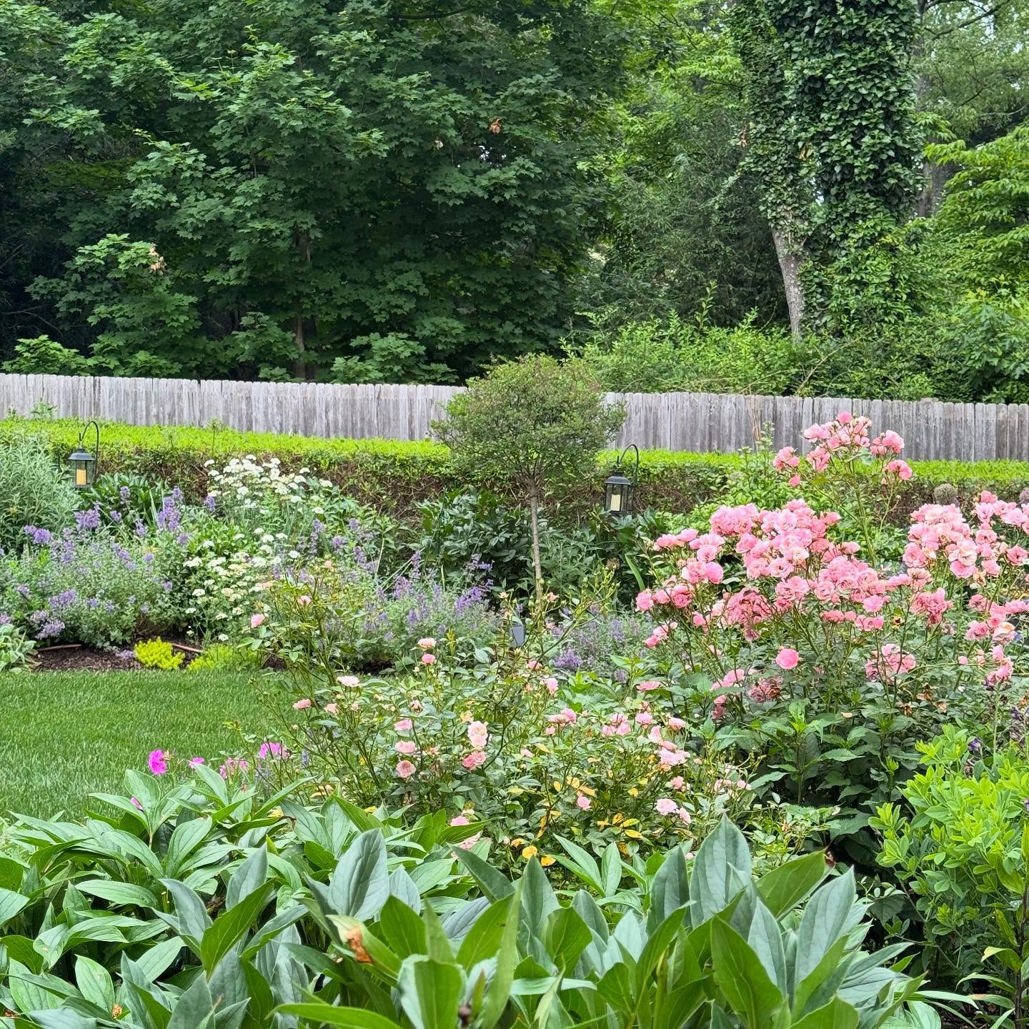 June views.
-Cape Cottage Garden, Zone 7a, New Jersey, USA.
#Finegardening,#perennialgardens #countrygardens #gardengatemagazine #thecottagejournal #unbelievablegardens #homeandgarden #thehappygardeninglife #gardendesign #romanticgardendreams #countrygarden #gardenplanning #gardengreatorsmall #betterhomesandgardens #thegardeningspirit #gardenanswer #njgardening #bhggarden#cottagegardens #flowerlovers #gardensofinstagram