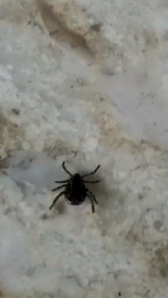 Bug management course! Check it out.
#outdooreducation #landbased #jordansprinciple #preparedness #corporatetraining #share