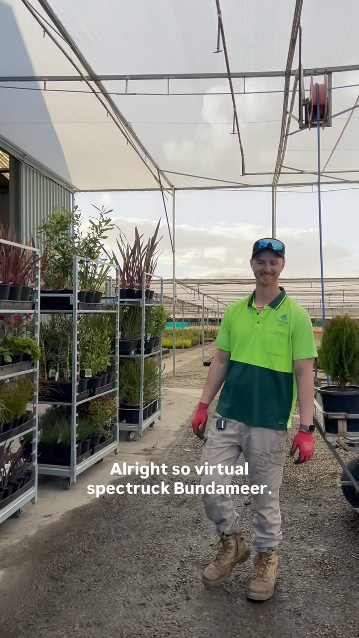 We thought we’d take you through some of the goodies we’re packing to take to Trade Day tomorrow at KCC Park in Skye!!!
Come down to our stall D10 from 7am till 11am and see these beauties IRL 🤩🌿
.
.
.
.
#landscaping #gardeningaustralia #plantnursery #morningtonpeninsula #wholesaleplants