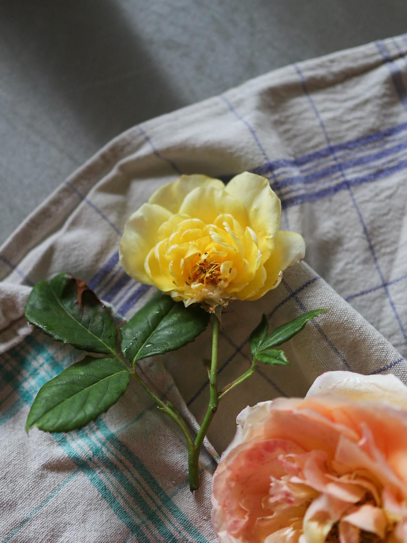 Pickles de pétales de rose 🌸 et gaspacho betterave
Un peu de douceur pour finir la semaine ☀️
〰️
#primesautier #traiteur #mariagevegan #mariagebretagne #gaspacho #pickles #traiteurbretagne #traiteurvegan #traiteurvegetal