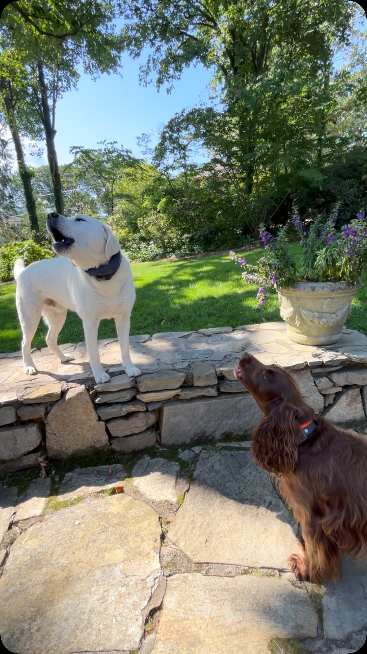 Mabel & Winston - letting ‘em have it with the awooos!
#petsitter #dogsitter #asheville #springerspaniel #labrador #awoooo