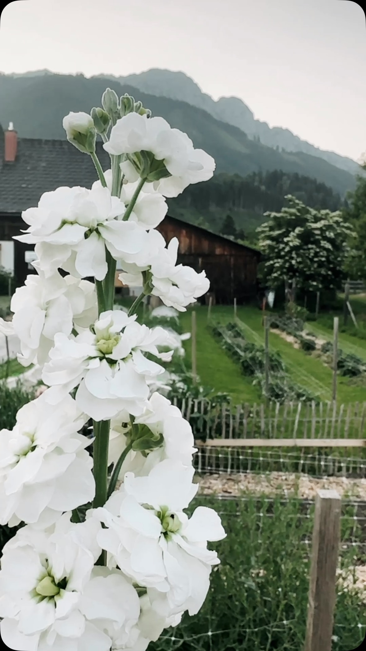 Neben den ganzen Pfingstrosen hier gibt’s gerade auch noch einen weiteren Star: die Levkoje!
Zauberhaft duftend versprüht sie die zartesten Vintage-Vibes. Einziger Nachteil: hat man sie erstmal abgeschnitten, kommt sie nie wieder. 🤷🏻♀️
#levkoje #vintagevibes #flowerbauer #meineblumenimjuni #mattiola #duft