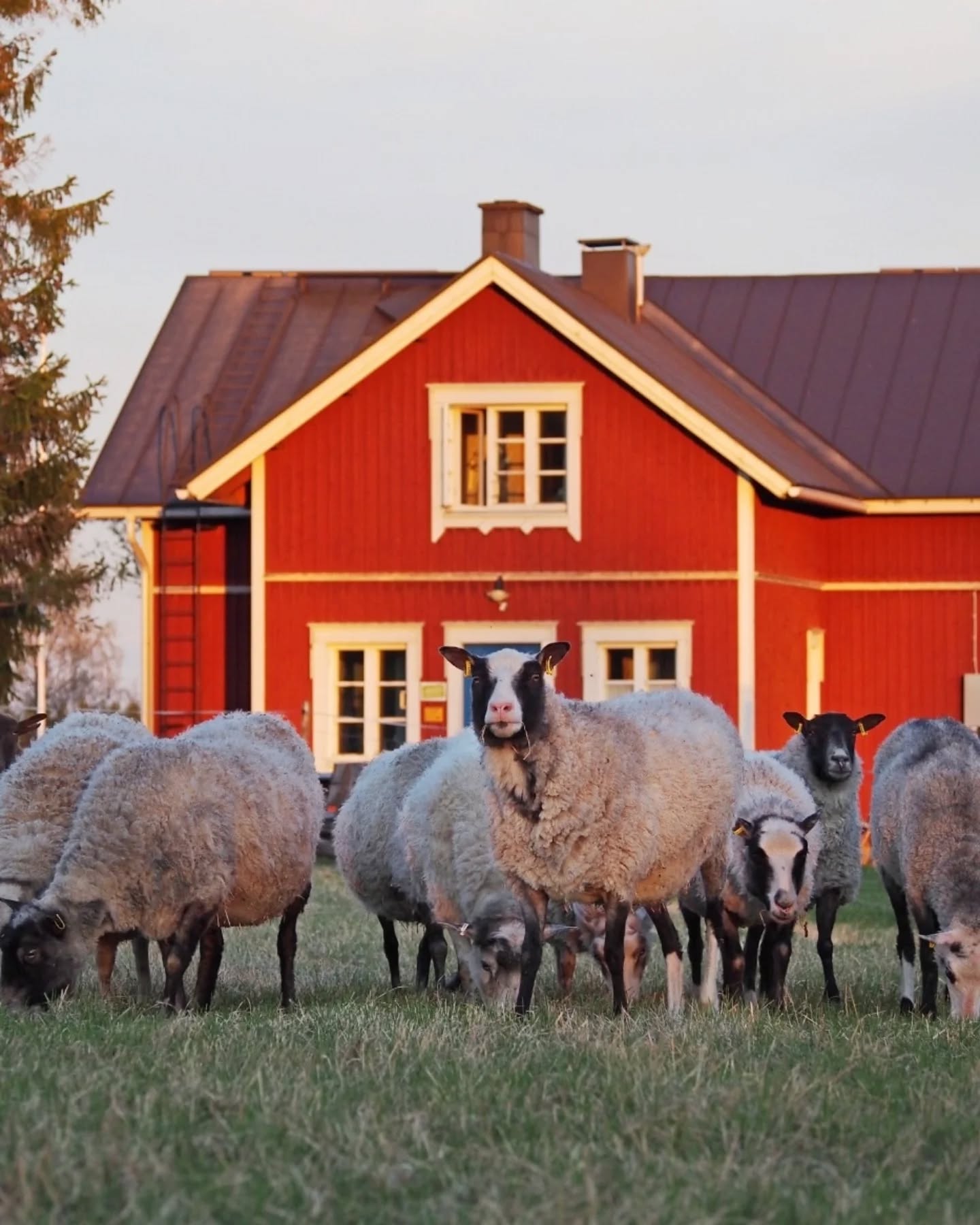 The Puustila scenic farm has been selected by The Finnish Landrace Association Maatiainen as The 2025 Traditional Landscape.
We are pleased to receive recognition for the work we have done to preserve the traditional hilly landscape and traditional rural biotopes. The local hilly landscape is important to us hence we originally chose an open landscape in the village of Maukkula in Ilomantsi as our place to live.
We have been managing the Puustila landscape since 1996, keeping the field landscape open and developing pastures and forest pastures with the help of Finnish native farm animals. Currently, the areas are grazed by Kainuu grey sheep and two Finnish horses. The farm is open to visitors and we offer guided tours for groups.
Thank you @maatiainen_ry ✨️