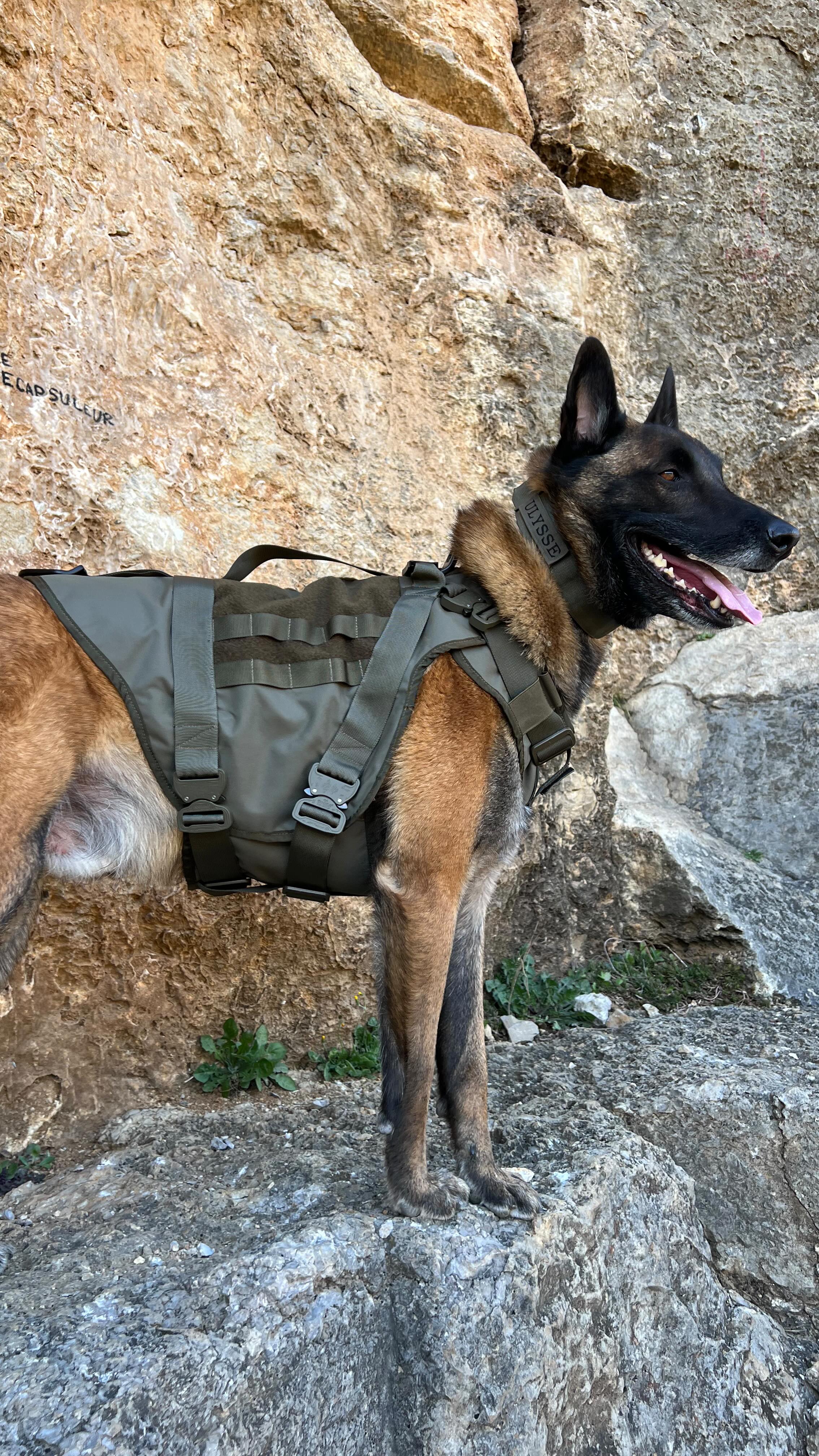 Quand chaque détail compte, notre équipement K9 Tactic entre en action.
Fiabilité, confort, efficacité — conçu pour ceux qui exigent le meilleur.
🐾 Ici, RIO s’équipe avec :
✅ Harnais anti-lame
✅ Collier DURUS
✅ Laisse BELT
Conçu pour le terrain. Pensé pour les pros. Testé par les chiens. 🐕 💪
#chien #militaire #k9training #k9 #tactique #dog #doggear