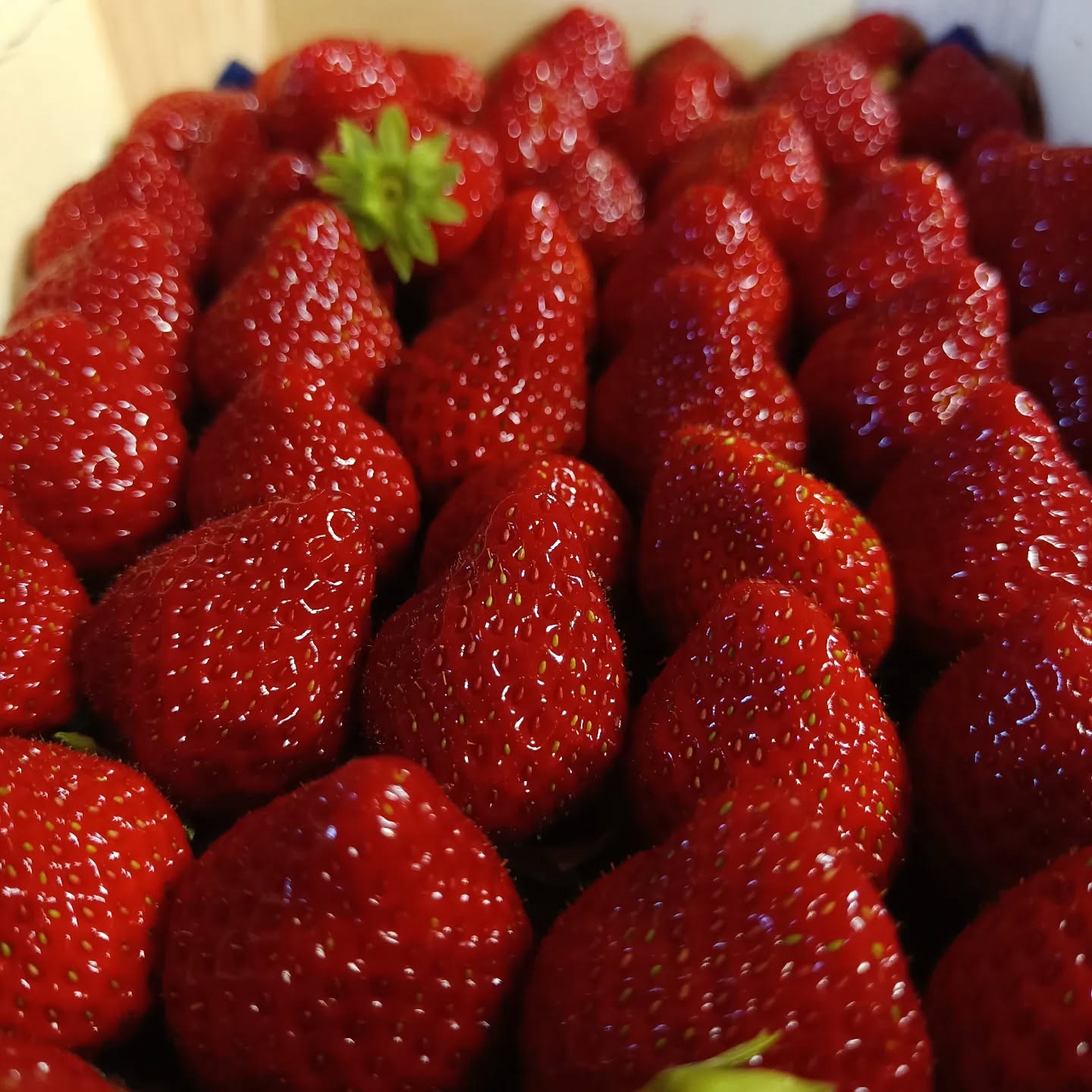 🍓Aujourd'hui promotion sur la fraise " Charlotte" 🍓