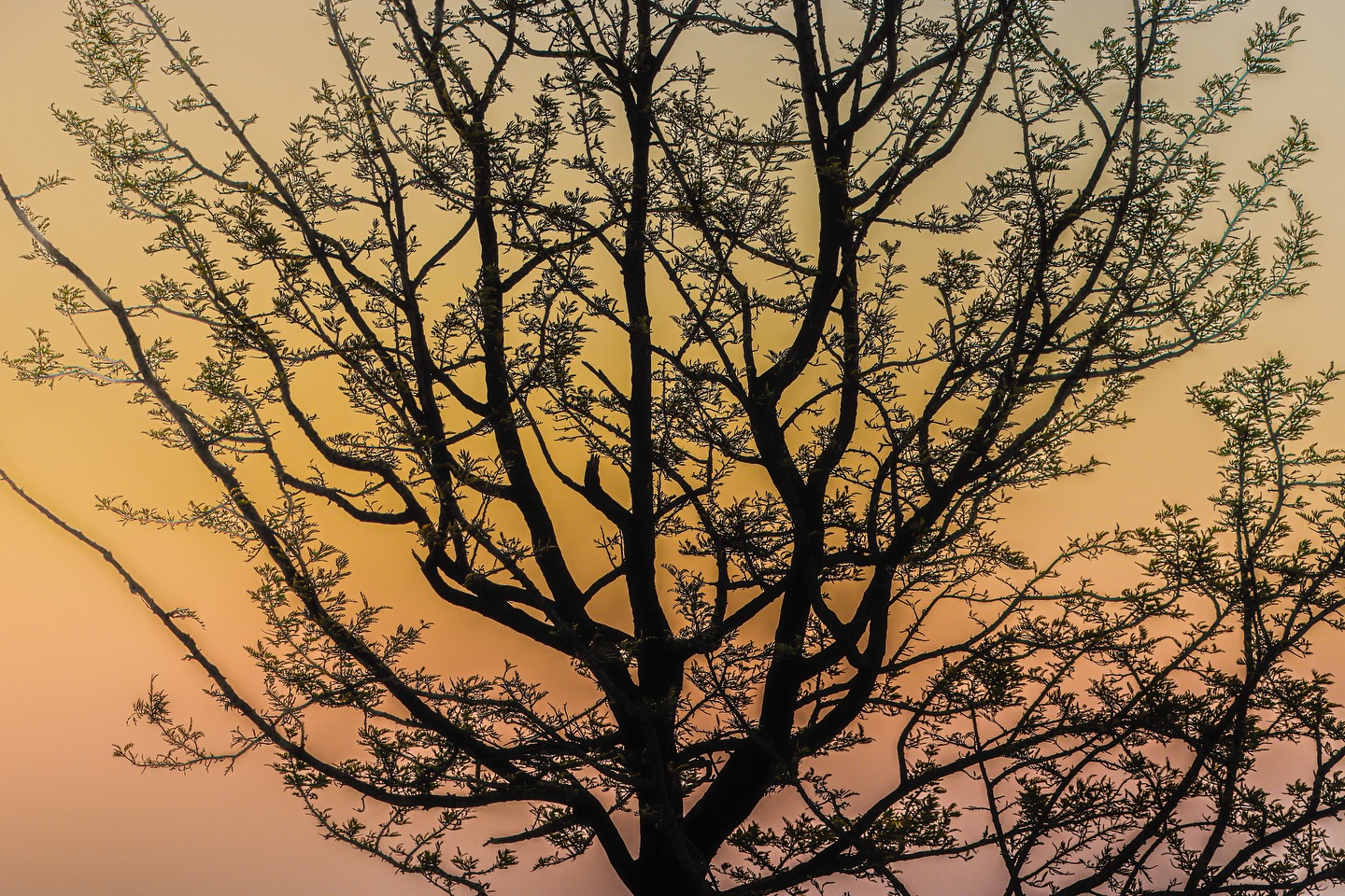 Árbol de la vida 🔅
#amanecer #arboldelavida #fotosporelmundo