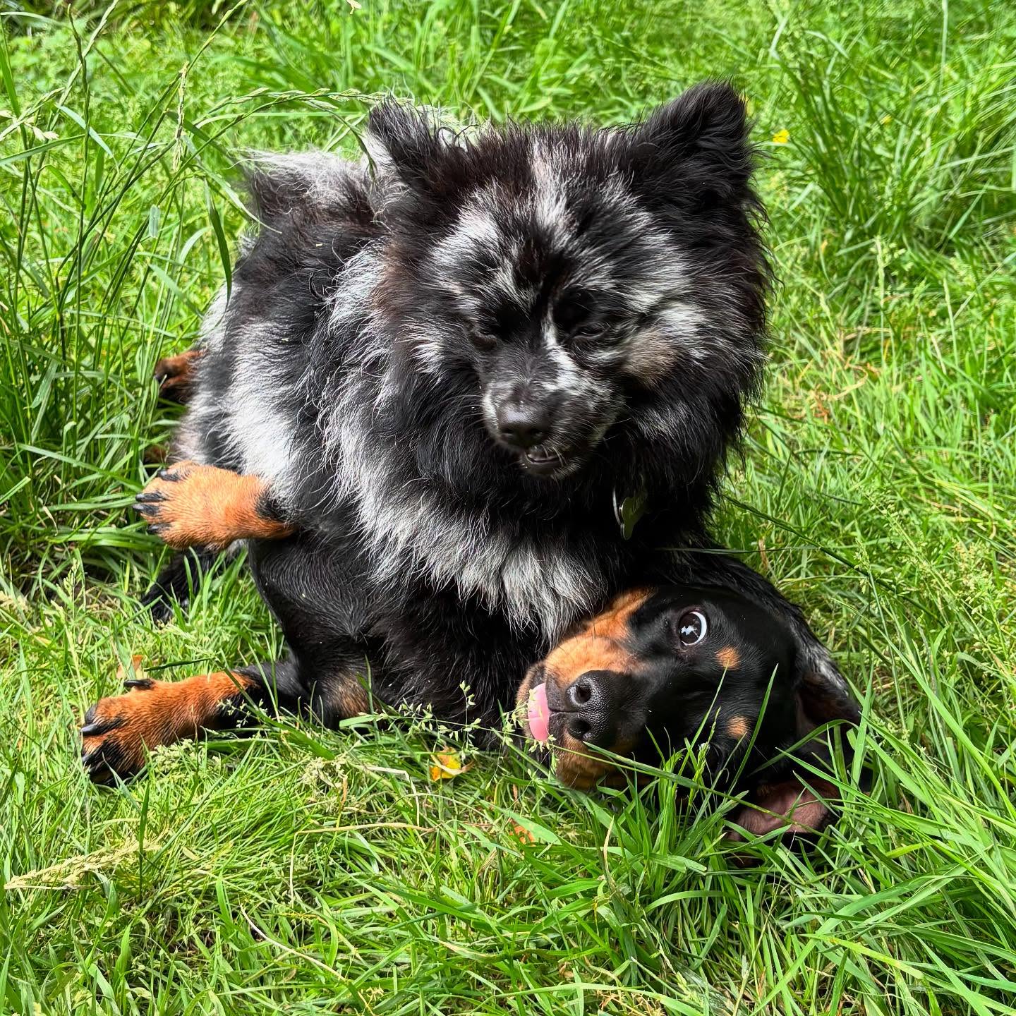 When you’re small but full of sass 💥🐾 Playtime got a little extra today—don’t worry, it’s all love and tail wags! These two are just practicing their WWE (Woofin’ Wrestle Entertainment) moves. 😂🐶 #TinyButMighty #PlaytimePals #WrestleWoofs