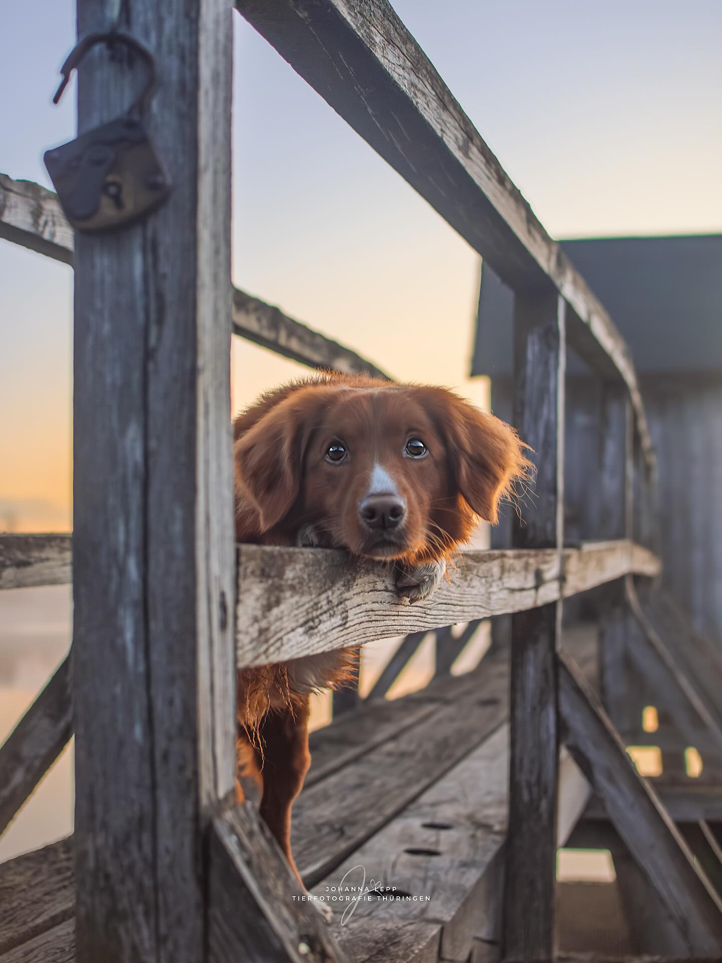 🧡
Ich bin gerade auf dem Rückweg von einem ganz besonderem Shooting 🐶
Alle 6 (sechs! 😲) Tierschutzhunde haben so toll mitgemacht und mit ihren Charaktereigenschaften volle Kanne gepunktet. Die Gespräche mit den Haltern sind oft so interessant! Wie liebevoll sie über ihre Hunde reden und erzählen wie sie den Weg zu ihnen gefunden haben. Das ist neben dem Fotografieren irgendwie das schönste für mich und wer mich kennt oder bereits ein Shooting bei mir hatte wird wissen, dass ich sowieso gern ich schnattere 🫣😅
Nun kann ich’s kaum abwarten, die Bilder auf dem großen Bildschirm zu sehen! Wenn ich in einer Stunde daheim bin werden die Aufnahmen noch fix gesichert, es gibt ein schnelles Abendbrot und dann ruft das Bett auch schon fast wieder nach mir 🫠
Die nächsten drei Tage heißt es dann nochmal den Hauptjob rocken, bis ich am Wochenende dann nach Würzburg auf eine ganz wundervolle Hochzeit fahre 💍☺️
📷 Das Bild ist entstanden beim Portfolio Day von @purrpaws_fotografie ✨
🐶 @fuchsfang.fotografie 🫶🏼
•
Du hast Fragen oder möchtest direkt ein Shooting buchen? Meld dich gern 🌸
📧 info@tierfotografie-thueringen.de
💻 www.tierfotografie-thueringen.de
#hundefotografie #tierfotografie #thüringen #nsdtr #novaskotiaducktollingretriever