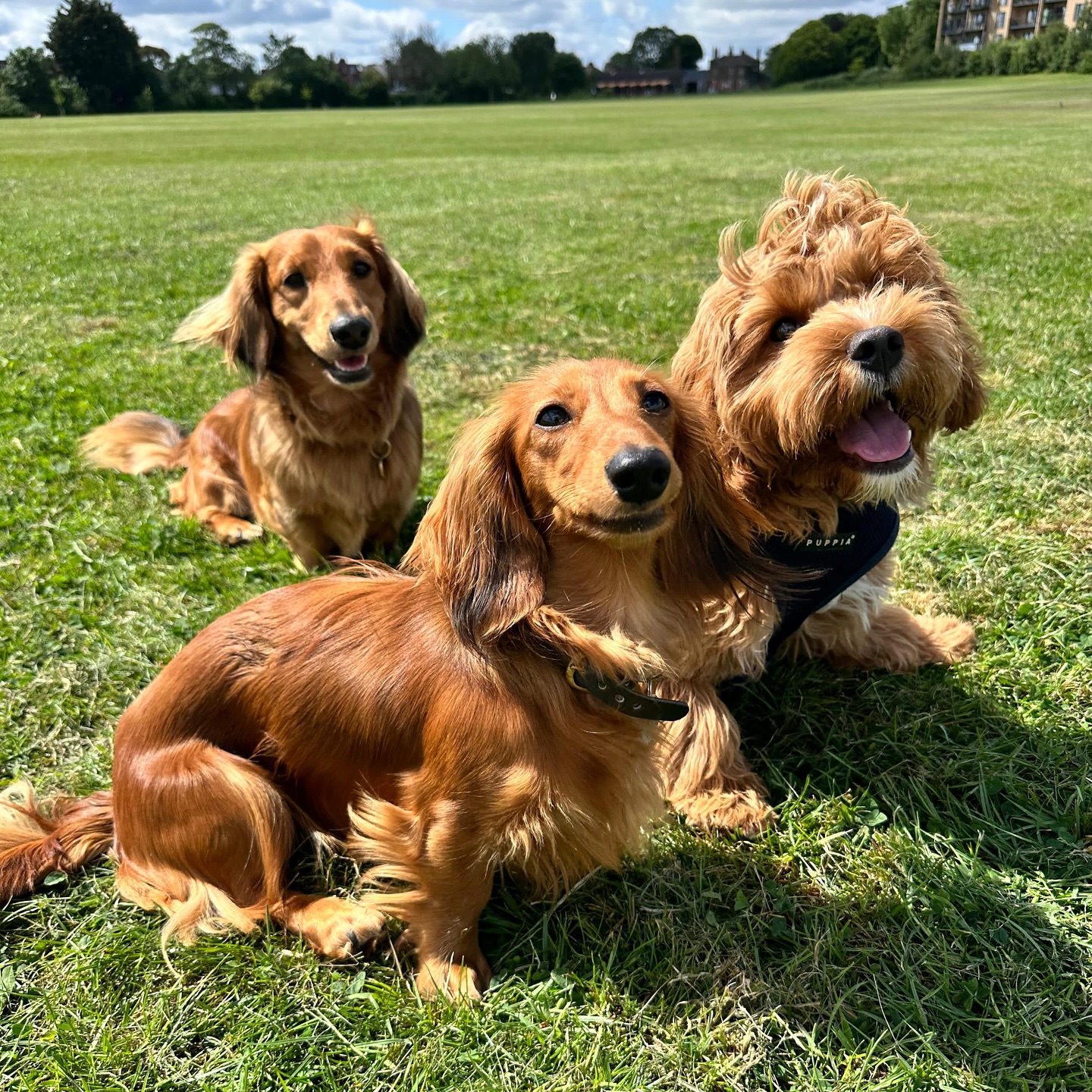 Tiny friends on big adventures🐾🐶🧡
.
.
.
.
.
#petstoplondon #dogdaycare #londondogs #doggydaycare #dogwalker #dogsofinstagram #puppies #dogcarer #parklife