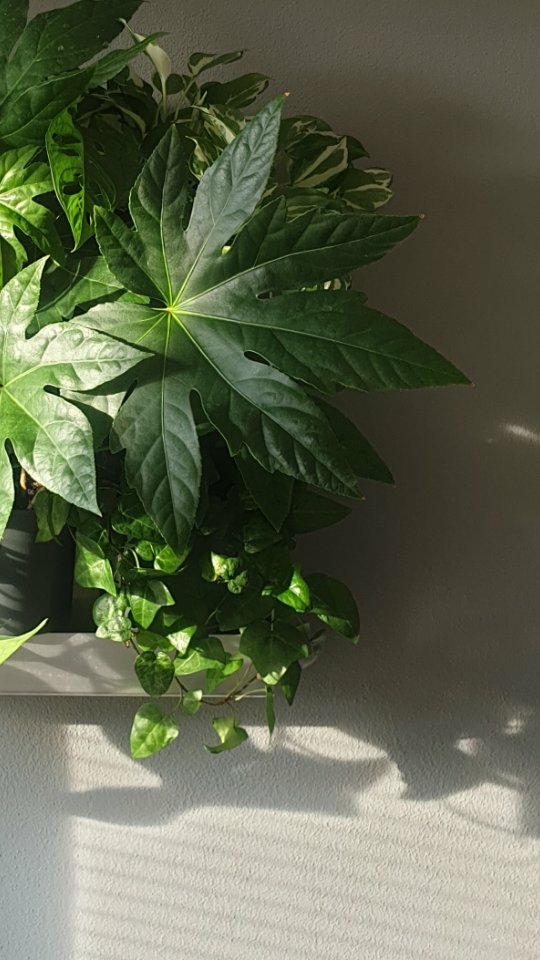 Apel na jedinečnú výhodu živých obrazov! Kvetináče sú samozavlažovacie 😃 Umožňuje im to aj dvojaké využitie, pri ponorení do nádoby budú pomaly nasávať vodu z rezervoára, a tak vydržia v pohode 2 až 3 mesiace, podľa ročného obdobia Pred odcestovaním na dlhši čas z domu sa nemusíte báť, o vaše rastliny v obraze bude dobre postarané 😉.
Jediné, čo treba spraviť, je pred odchodom povyberať kvetináče s rastlinam von z obrazu, a ponoriť ich do väčšej nádoby s vodou. Vďaka samozavlažovacím nádobám, ktorých spodná predĺžená časť bude ponorená, im zálievka vydrži podstatne dlhšiu dobu!👍
#ziveobrazy