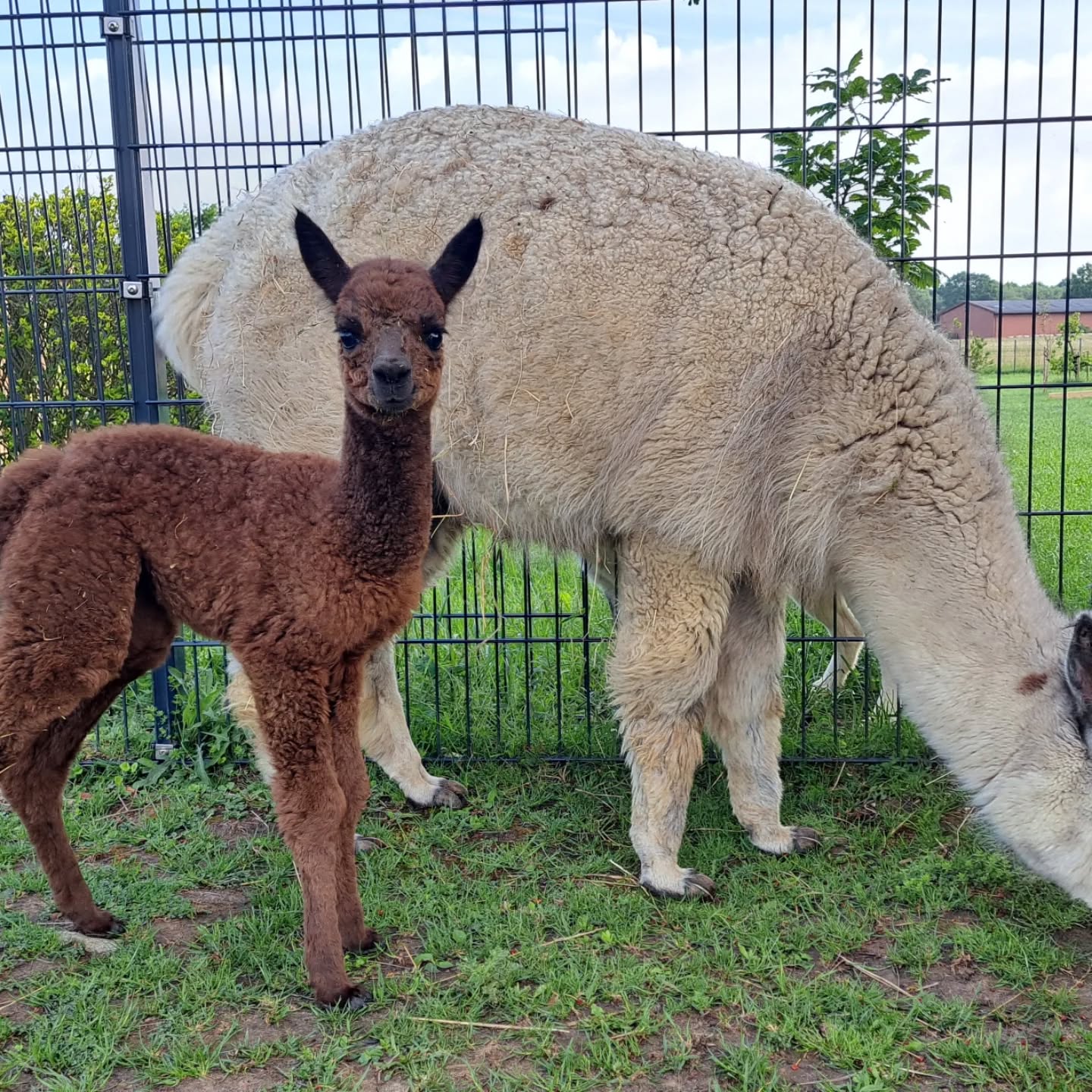 Herzlich Willkommen kleiner Balduin.
Diesen hübschen Burschen hat unsere Zuchtstute AGLA Jacira am 27.5.25 zur Welt gebracht. Ist er nicht hübsch? Sein Vater ist unser Zuchthengst TR BB Kings Jocker. Wir sind einfach nur verliebt. 😍