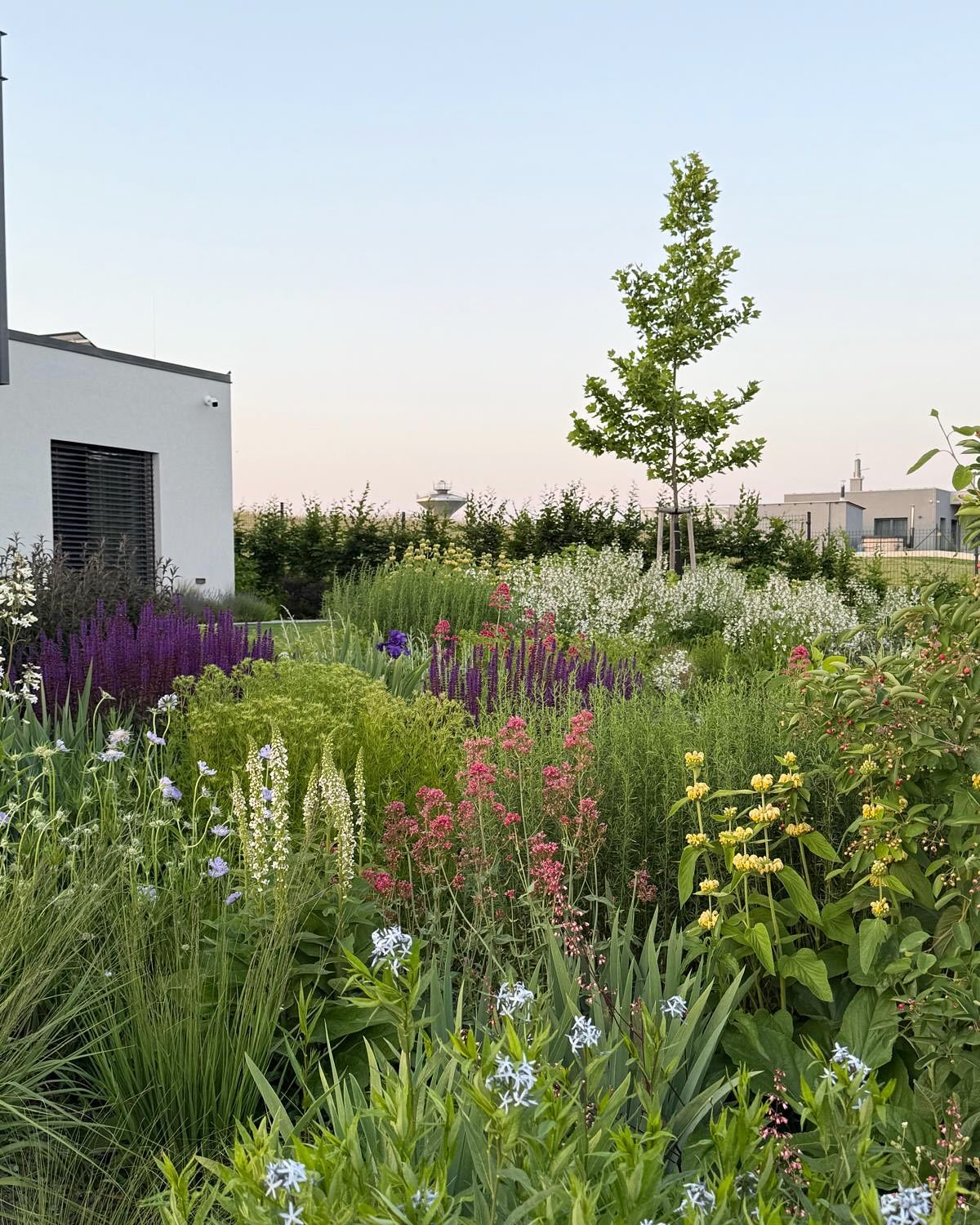 Cílem mé práce je vytvářet proměnlivé zahrady - nejen pro barevný efekt (který určitě potěší), ale také kvůli jisté míře plasticity. Pestré záhony dokáží “odpružit” část rozmarů počasí i některá specifika stanoviště.
Mým druhým záměrem je vracet do zahrad stromy odpovídající velikosti a navrátit tak krajině měřítko, které bylo módou zákrsků místy deformováno, nebo úplně ztraceno.
Česká “krajina jako zahrádka” měla tradiční posloupnost člověk - stavení - koruna stromu. A i když dnes nestavíme chalupy ale moderní domy, tak je-lí na to prostor, naše sídla si zaslouží zelenou pěnu. A klidně, ať je časem důstojným partnerem hmoty domu.
Tady jsme si dovolili sáhnout po ovocných vysokokmenech a dominantu zahrady bude časem tvořit velký platan.