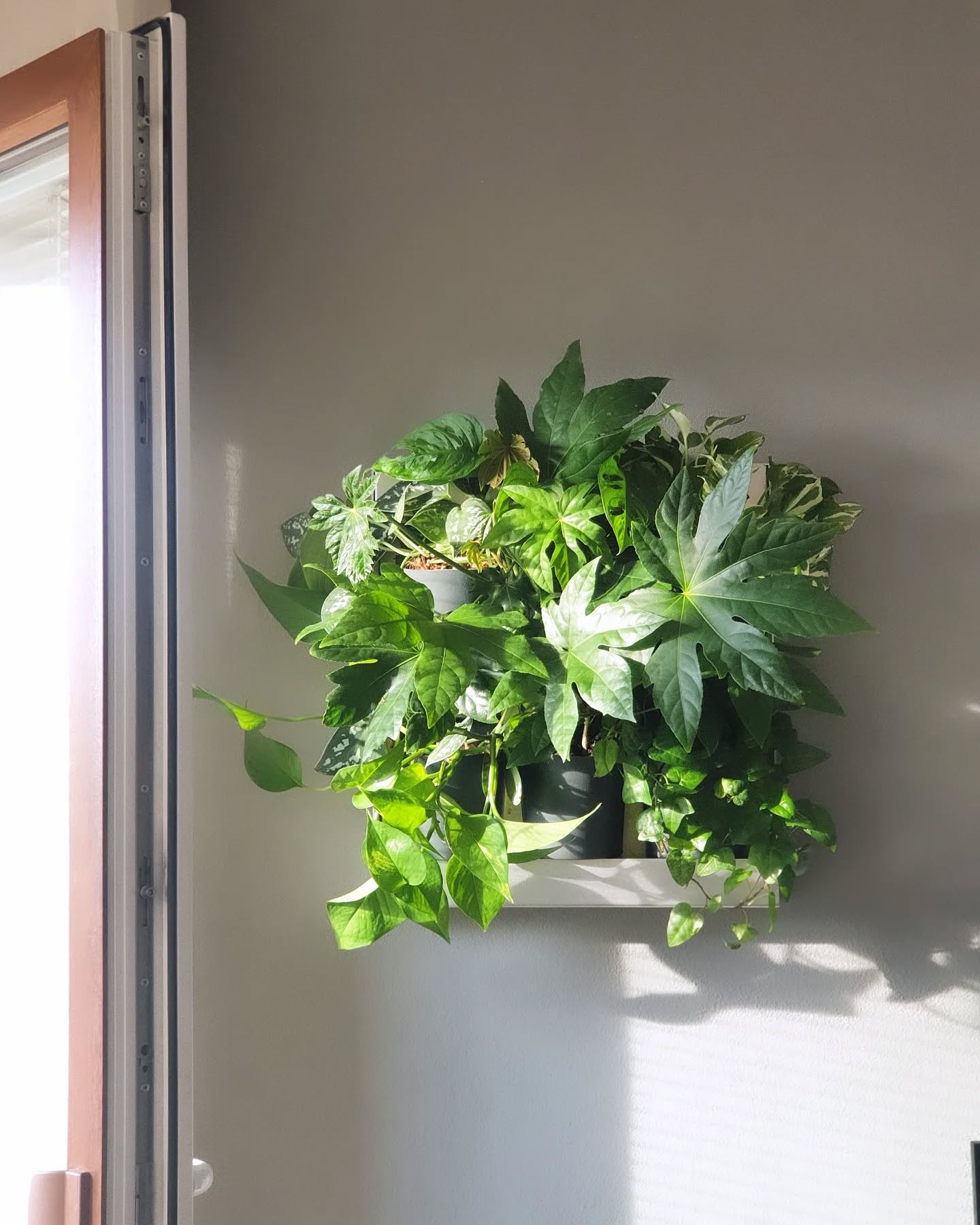 Živé obrazy umiestňujte ideálne tak, aby aspoň par hodín denne dostali ranné alebo večerné slnečné lúče, rastliny to milujú 💚🌱.
#ziveobrazy #eo