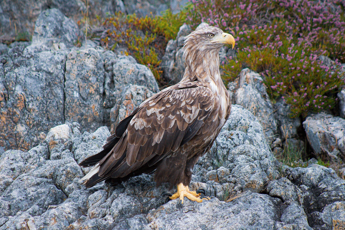 ho da poco dato disponibilità per un progetto che mi spinge un po’ fuori dalla mia comfort zone, sia professionale che personale, e riguardavo le foto scattate negli ultimi anni nei miei viaggi. Queste sono della Norvegia 💙 estate 2023, un viaggio che fino all’ultimo ero insicura se saltare o no, due settimane dopo che è venuto a mancare mio papà 🤍 so che queste foto lo avrebbero esaltato molto