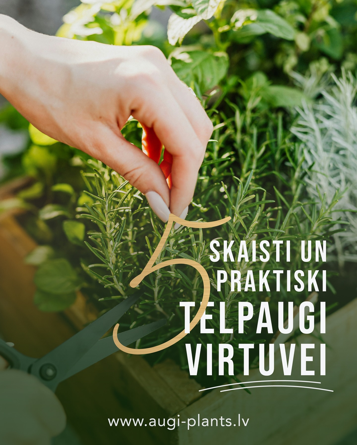 5 AUGI VIRTUVEI
Virtuve ir vieta, kur augiem jābūt ne tikai skaistiem, bet arī izturīgiem pret tvaikiem, temperatūras izmaiņām un reizēm aizmāršību. Šeit ir 5 labākie telpaugi, kas uzplauks tieši jūsu virtuvē!
Šos un vēl citus augus atradīsiet AUGI-PLANTS.LV Nodrošinam pasūtījumu piegādi visā Baltijā ar omnivu.
#telpaugi #istabasaugi #virtuve