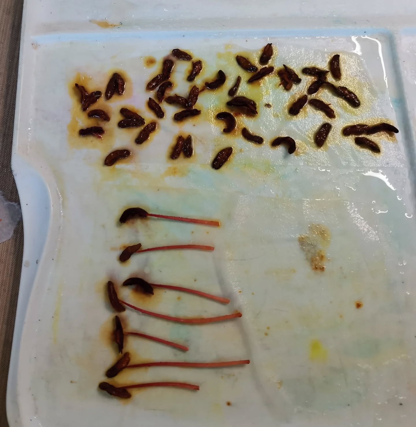 There's a little story that goes along with this experiment. I have orange tiger lilies in my garden. I cut one and put it in a little vase and when I changed the water, one of the little stamens fell into the sink. It must have been in the sink for 1 minute when I picked it up. My stainless steel sink was stained yellow! I had to use steel wool to remove the stain. My next thought was let's dye some paper! I grabbed a whole bunch more stamens right out of the center of the flowers. I used tea bag paper and spritz heavily with water. The top one is just the stamens, and the bottom one with the whole piece attached. The stem didn't do much of anything. The purple was a surprise.
#dyeing #naturaldye #paperstaining