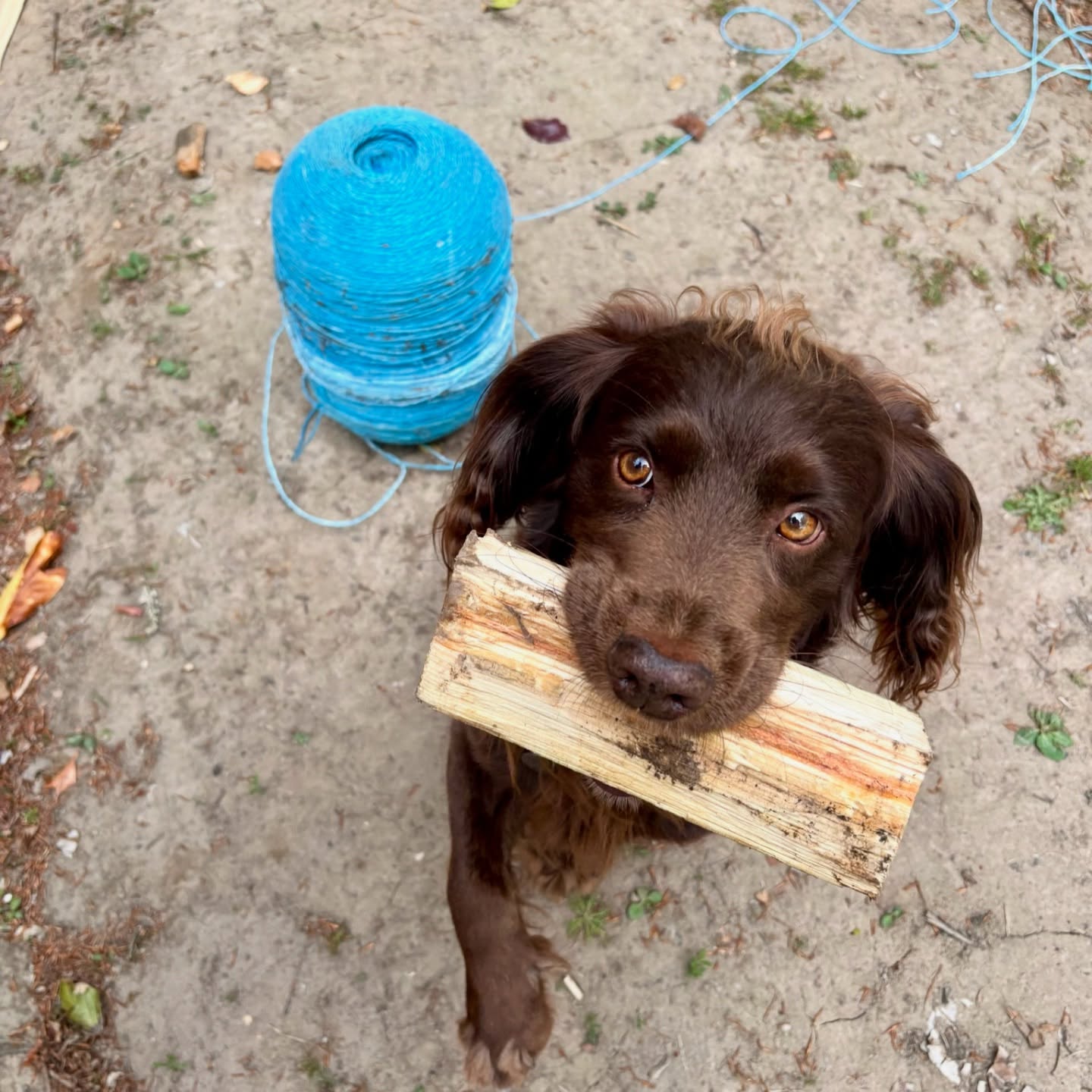 Campsite jobs are always better with a furry helper 🐶
We’ve been busy chopping wood and packing kindling bundles, ready for our guests arriving from the 17th July! 🔥
Don’t forget, you can hire fire pits and buy wood, kindling, and fire starters directly on-site 🙌
We can’t wait to welcome you to the beautiful Mundesley, Norfolk! 🏕️ 🏖️