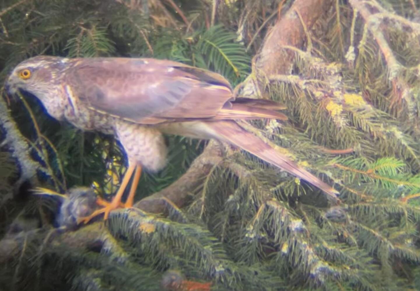Prachtig de natuur in onze tuin. Dinershow: Een sperwer heeft een jong mereltje als feestmaal. Pappa en Mamma merel zijn druk bezig met hun kroost te redden. Helaas is t niet gelukt. Zo is de natuurβ¦.