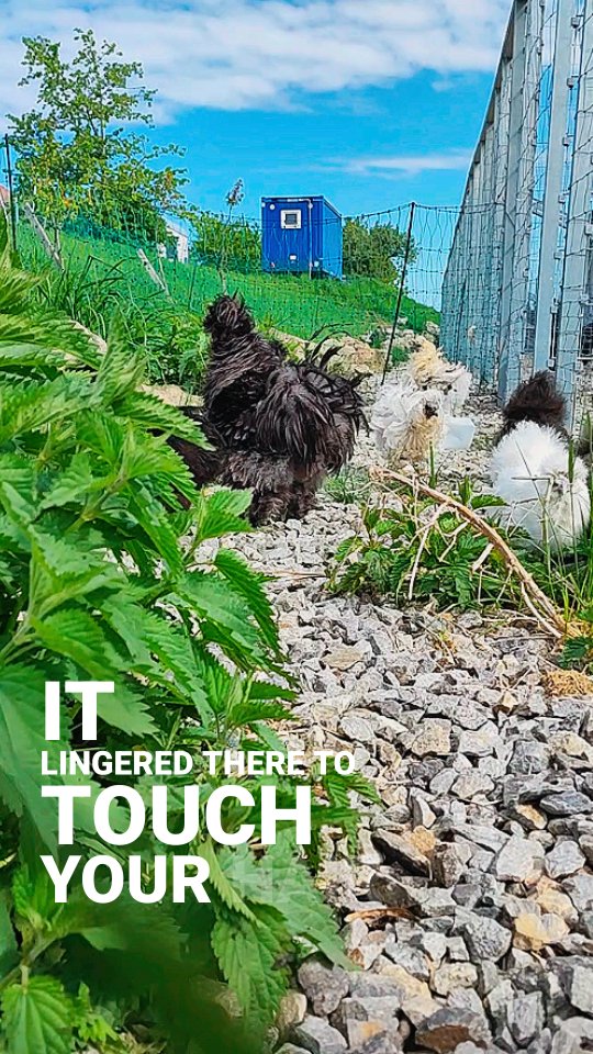 Der Wind kam und aus dem Hahn wurde ein Star. 🐓🌟
Federn on fleek, Blick dramatisch, Beyoncé wäre neidisch. 😅
_____________________________________________
𝗩𝗲𝗿𝗳ü𝗴𝗯𝗮𝗿: Bruteier 🐣, Küken 🐥
𝗙𝗮𝗿𝗯𝘀𝗰𝗵𝗹ä𝗴𝗲: verschiedenste Farben
𝗵𝘁𝘁𝗽𝘀://𝘄𝘄𝘄.𝗯𝗿𝗼𝗵𝗼𝗹𝗺𝗲𝗿-𝘇𝘂𝗰𝗵𝘁.𝗰𝗼𝗺/frizzle
Instagram & TikTok @huehnerwelt_rauch
Facebook @rauchs_huehnerwelt
_____________________________________________
Liebe Grüße
Euer Gabriel von Rauchs Hühnerwelt
#Seidenhuhn #Seidenhühner #FrizzleChicken #FrizzleHuhn #CurlyChicken #SeidenhuhnLiebe #FancyChicken #Hühnerschönheit #Plüschhuhn #LachhuhnDeluxe #Bruteier #Kükenliebe #Kükenzeit #Kükenausbrüten #Hühnernachwuchs #Hühnerzüchter #Junghennen #JunghennenVerkauf #BruteierZuVerkaufen #HühnerZuVerkaufen #Hobbyhalter #Gartenhühner #HühnerImGarten #Hühnerliebe #HühnerAlsHaustier #Hühnerglück #BackyardChickens #HappyHühner #Hühnerparadies #landlebenliebe