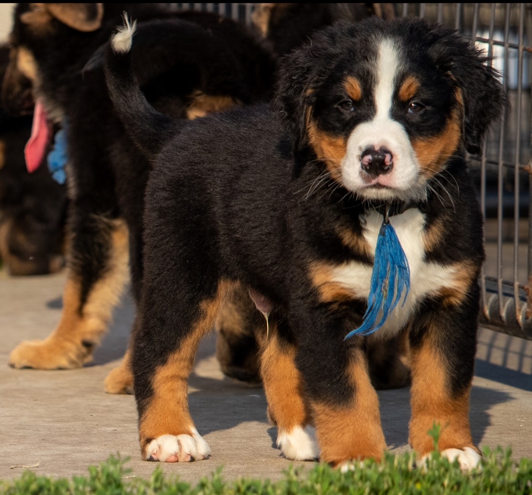 5️⃣ years ago, we met baby Bert Bert!
We drove 4 hours to Bert’s breeder’s house to meet the pups, and one curious and cuddly little guy kept following us around. He trailed us from room to room, alternately sniffing our shoes and finding soft places to flop. 5 years later, nothing has changed!
#bertoftheday