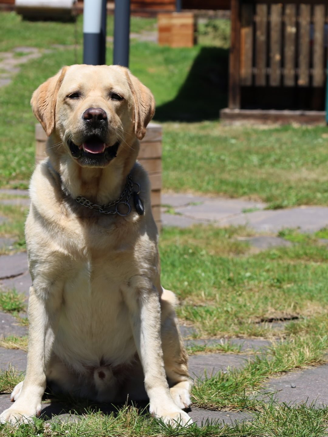 🐾 Urlaub mit Hund gefällig? 🐶
Bei uns im Almdorf sind Vierbeiner nicht nur erlaubt – sie sind herzlich willkommen!
Gemeinsam wandern, frische Bergluft schnuppern und abends gemütlich vor der Hütte entspannen – so sieht ein perfekter Urlaub für Mensch und Hund aus. 🏔️🌲❤️
📍Hundefreundliche Hütten
🚶♂️Gassiwege direkt vor der Tür
👉 Pack die Leine ein und erlebe unvergessliche Momente im Almdorf – dort, wo auch dein Hund Urlaub machen darf. 🐕
#UrlaubMitHund #Hundefreundlich #AlmdorfMomente #Hundeurlaub #NaturGenießen #AlmdorfLiebe #Direktbuchung #Berge #Natur