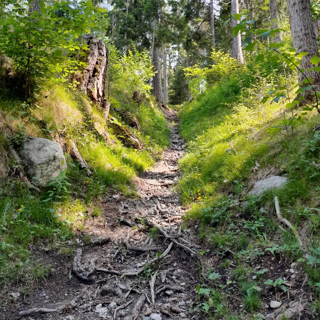 Kleiner Spaziergang im Schatten gefällig? Von Mon nach Tiefencastel durch den lauschigen, schattigen Wald. Gemütlicher Spaziergang mit vielen Blumenschönheiten am Wegrand.
Start: Mon unterhalb der ersten Kurve unter dem Dorf
#uts #spaziergang #mon #sommerspaziergang