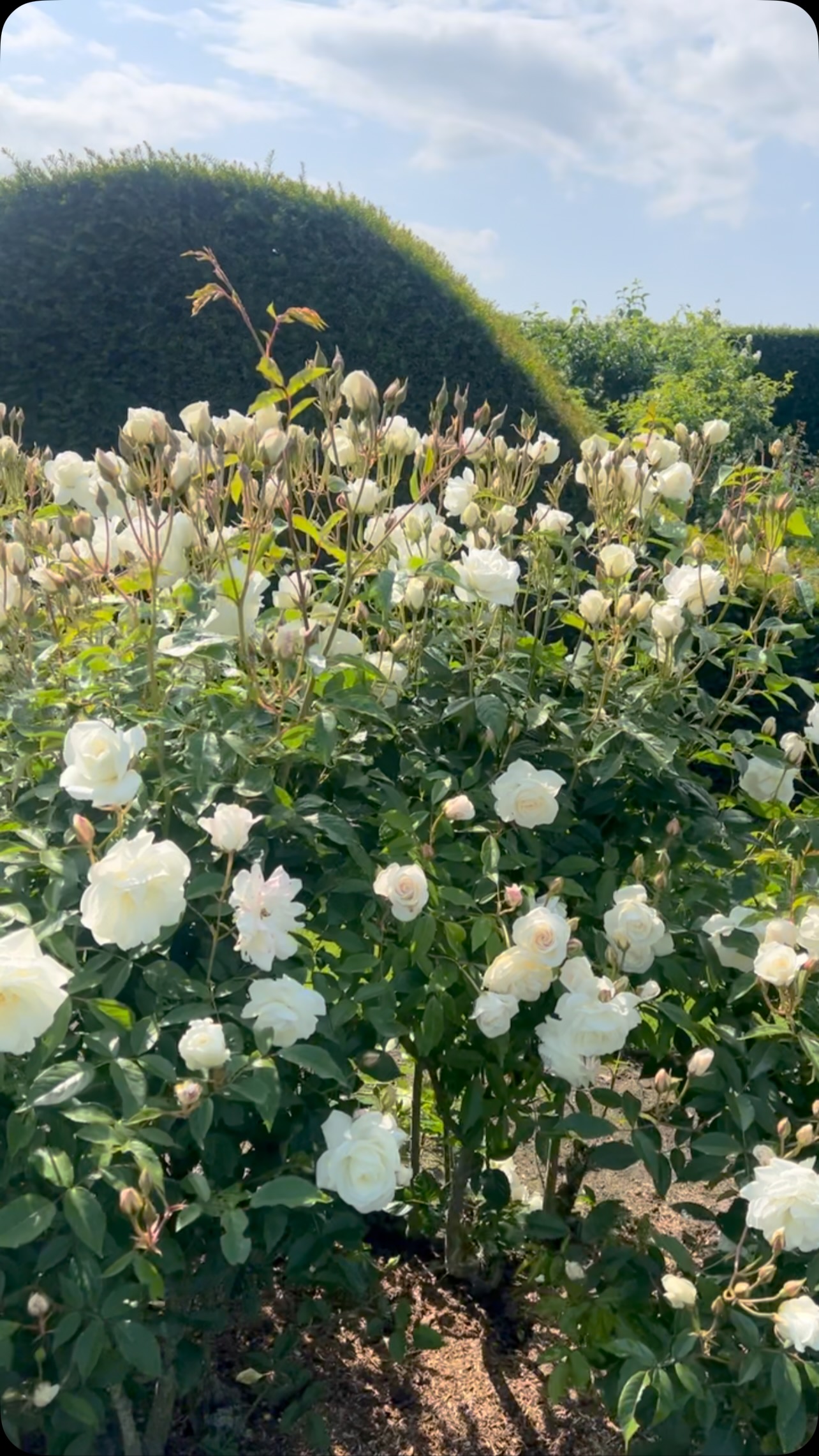 Today in the walled garden