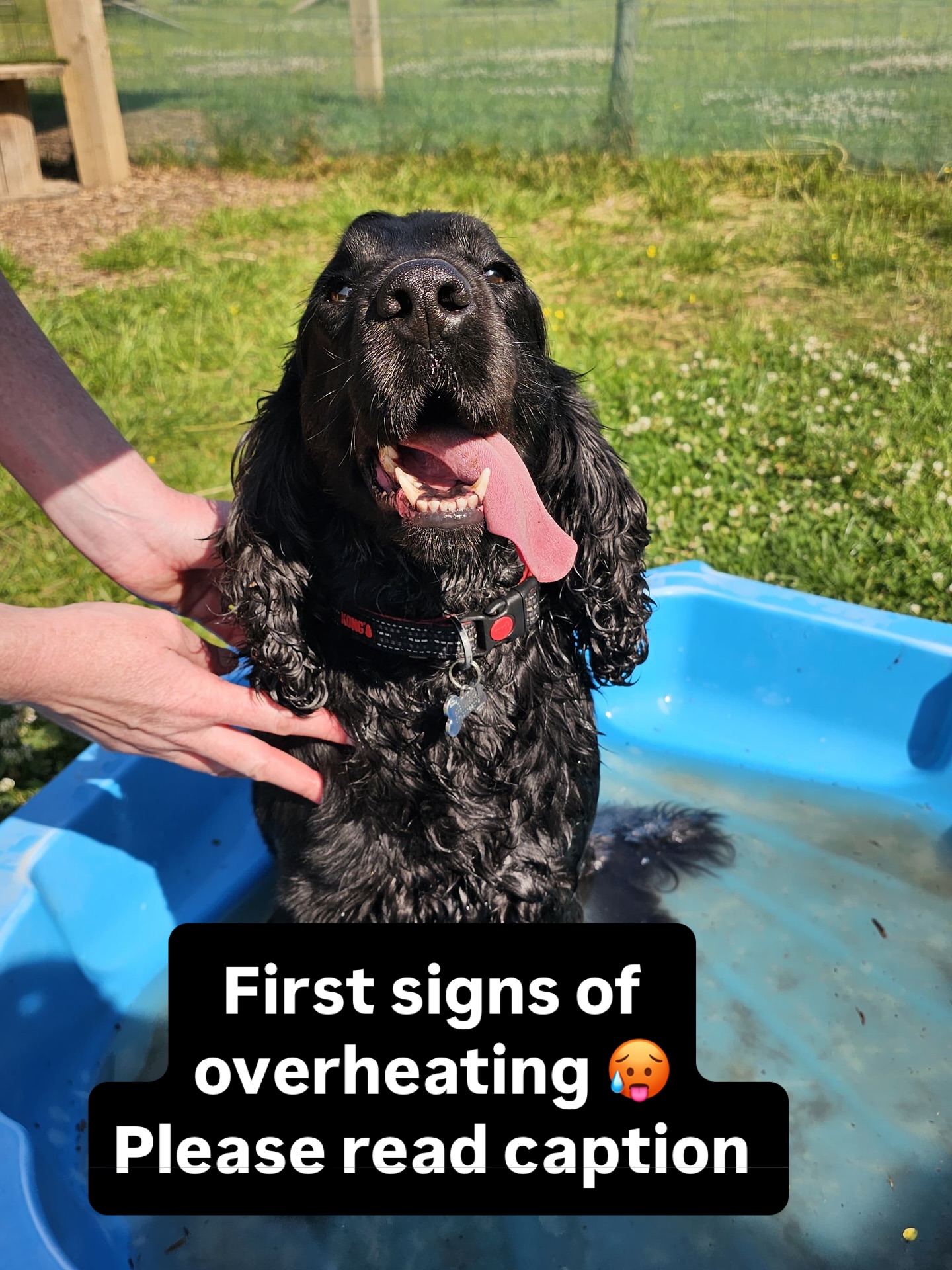 With the weather warming up, it’s important to know the signs that your dog might be starting to overheat — and one of the easiest to spot is in their panting.
Did you know that not all panting is the same? While panting usually means a dog is warm (or sometimes stressed — but that’s a topic for another post), there’s a key difference when they begin to overheat. If their tongue starts hanging out to the side like this, it’s a sign they’re struggling to cool down and need help right away. They’re actually moving their tongue to the side to get more air in and regulate their temperature.
In the second photo, you can see how quickly things can change. As soon as Larry got too warm, the girls stepped in — cooling coat on, resting on a cooling blanket — and his panting quickly returned to normal.
Stay safe in the heat and keep an eye on your furry friends!  P.s some dogs with smaller tongues  like some frenches, pugs, Shih Tzu don’t do this, their tongue curls up the hotter they get.