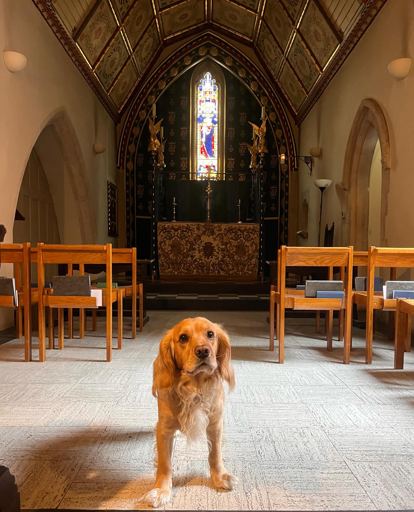 A very wiggly and waggly Bunter at Morning Prayer in our Comper Lady Chapel this morning 💛