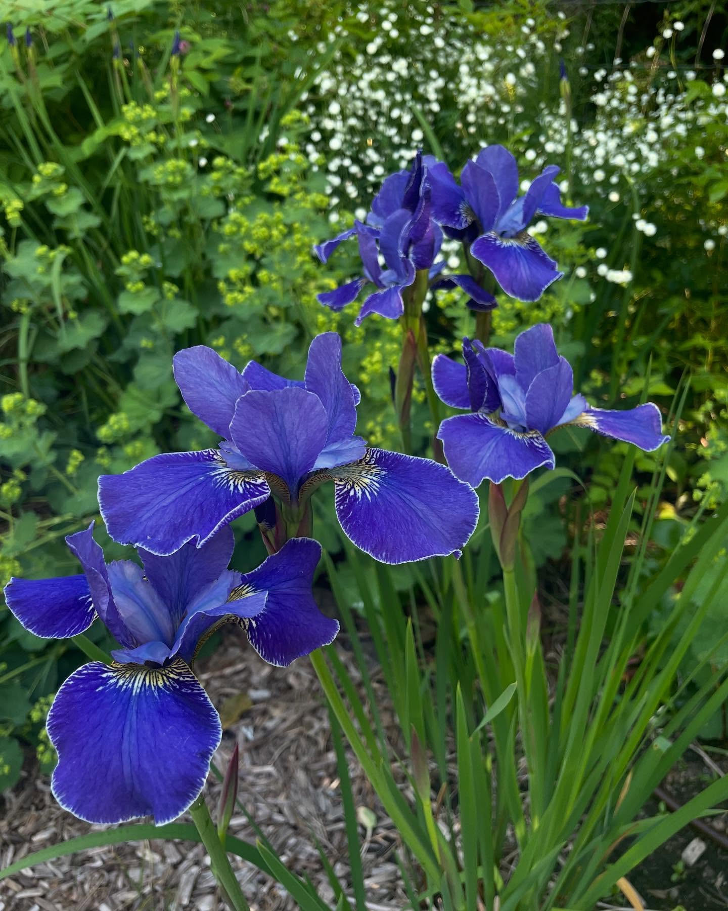 Iris siberica Silver Edge...